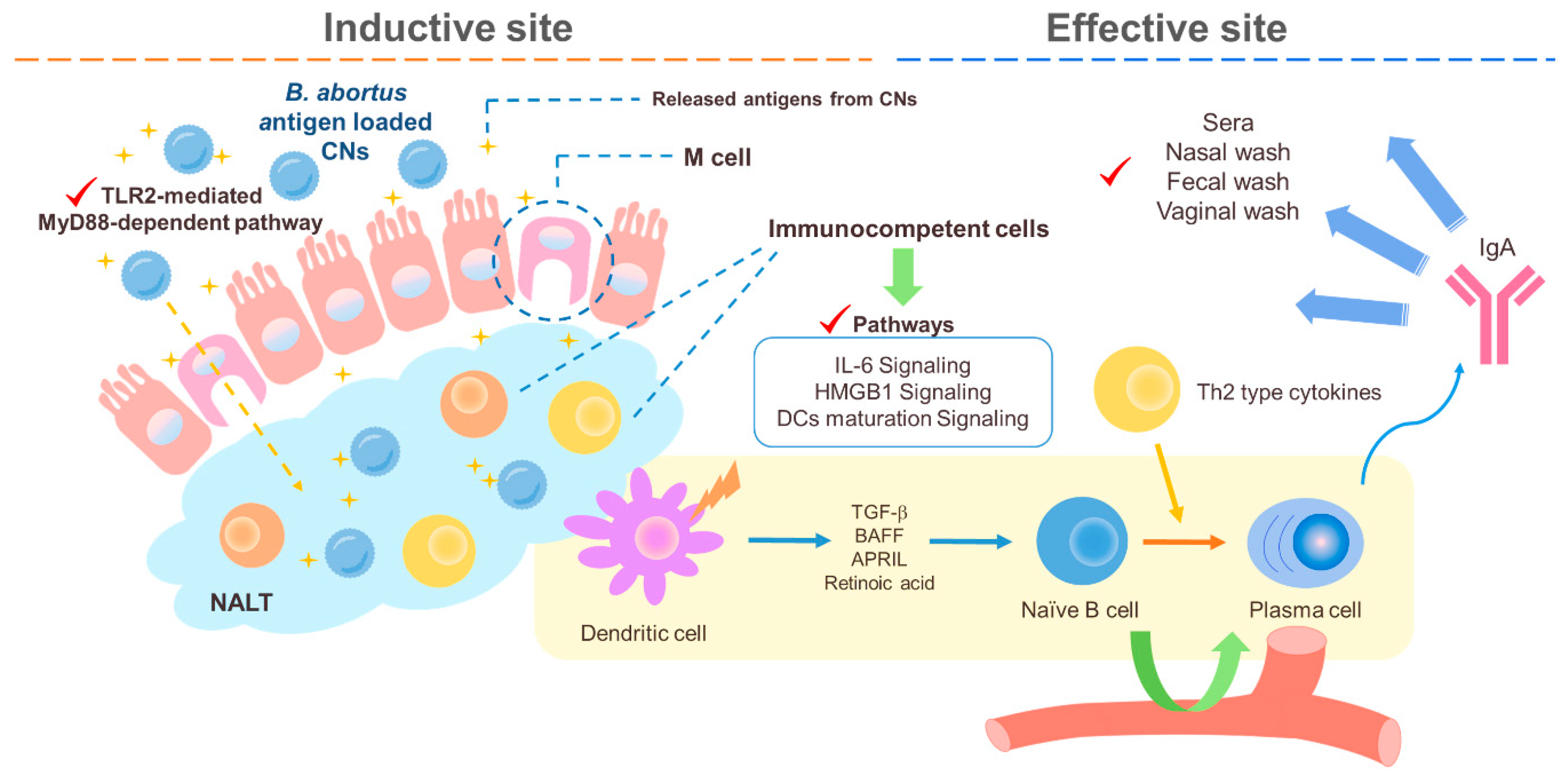Marinedrugs 18 00605 g002 Marinedrugs 18 00605 g002