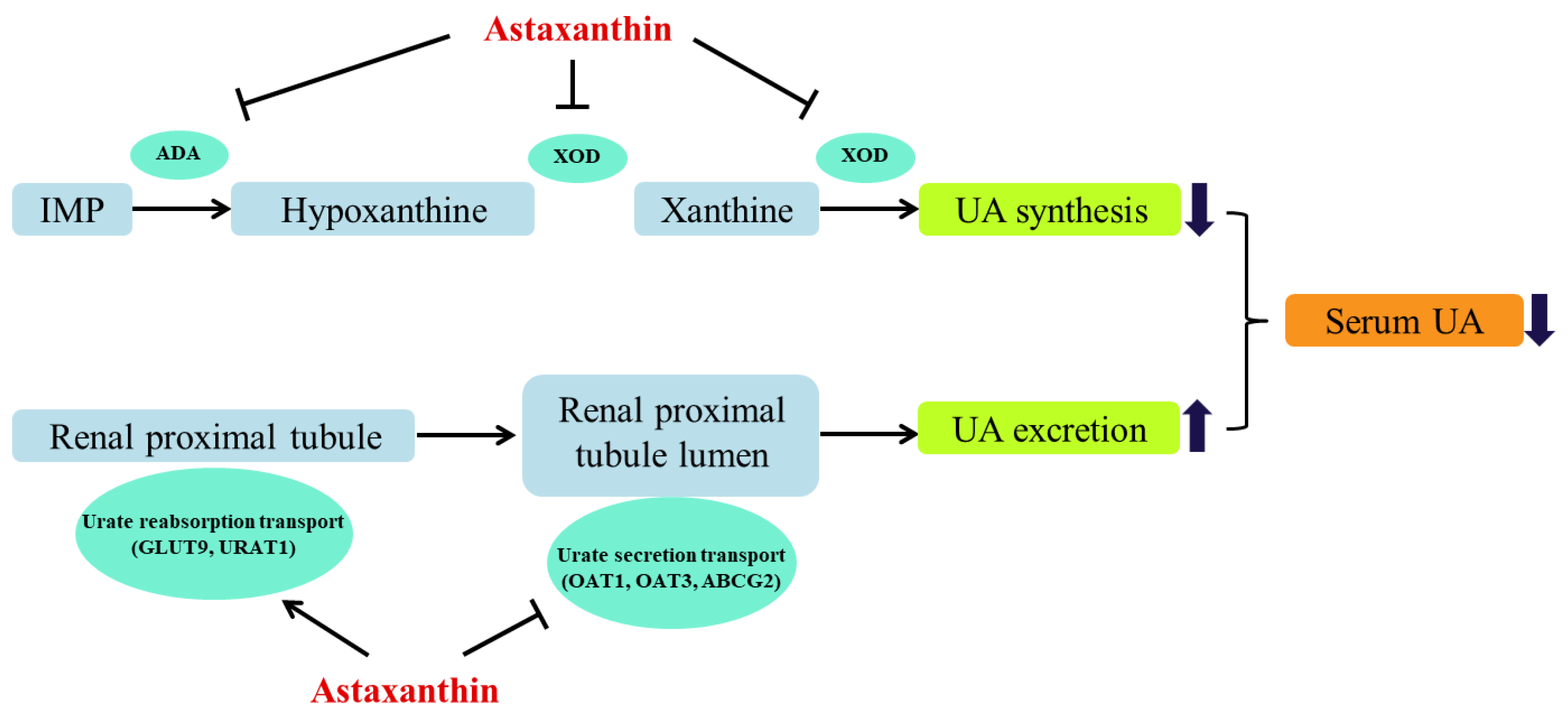 Marinedrugs 18 00610 g004