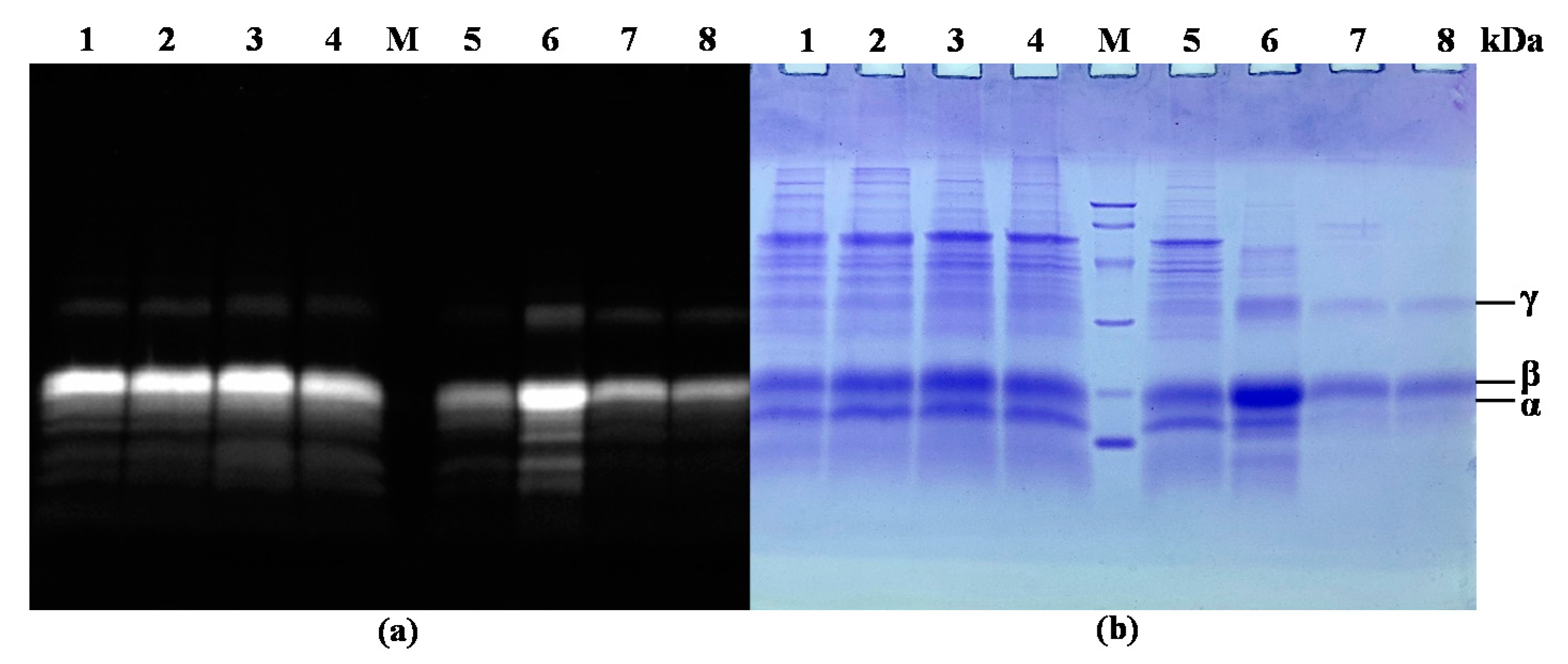 Marinedrugs 18 00618 g004 Marinedrugs 18 00618 g004