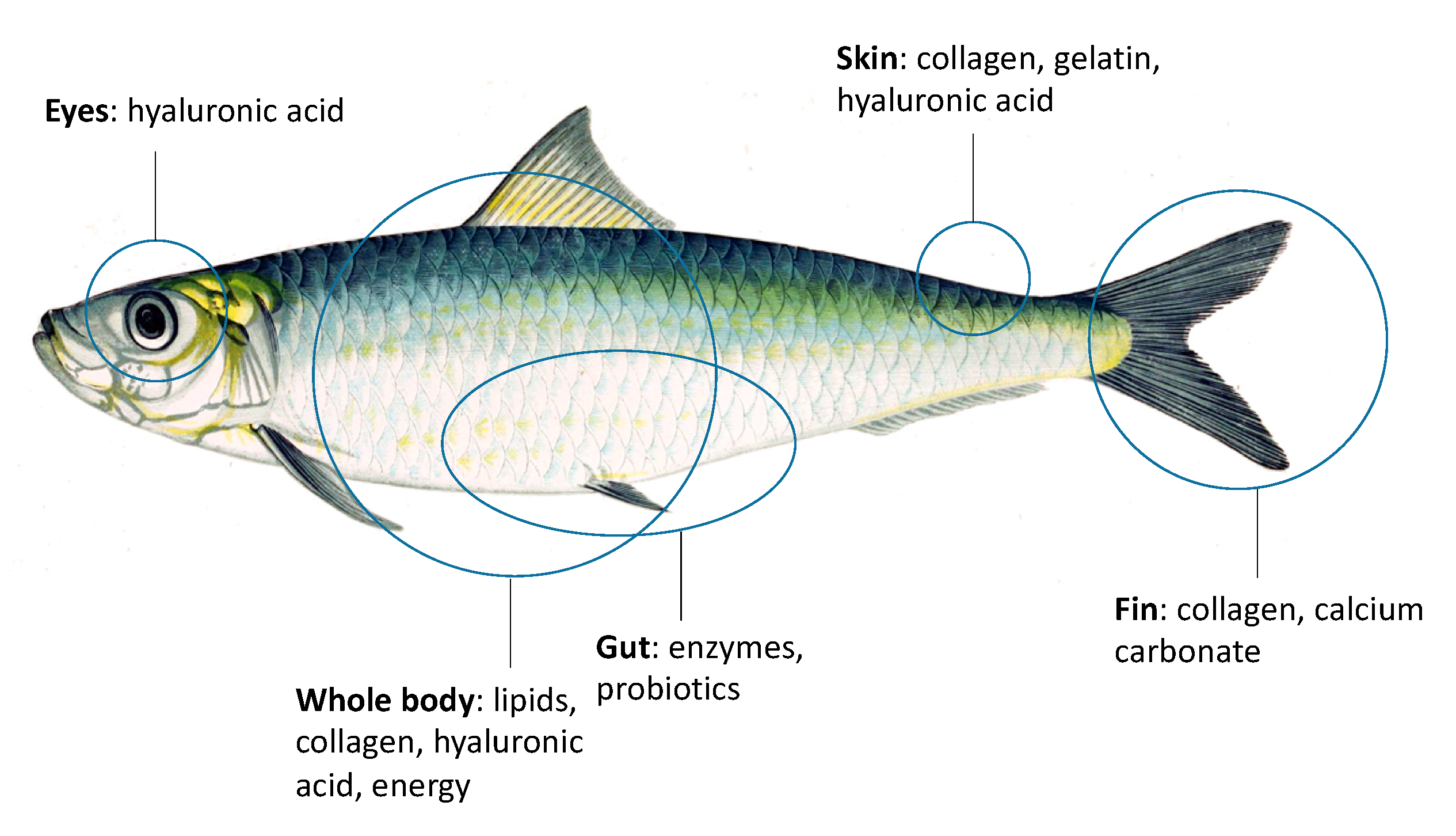 Marine Drugs Free Full Text Fishery Wastes As A Yet Undiscovered Treasure From The Sea Biomolecules Sources Extraction Methods And Valorization Html