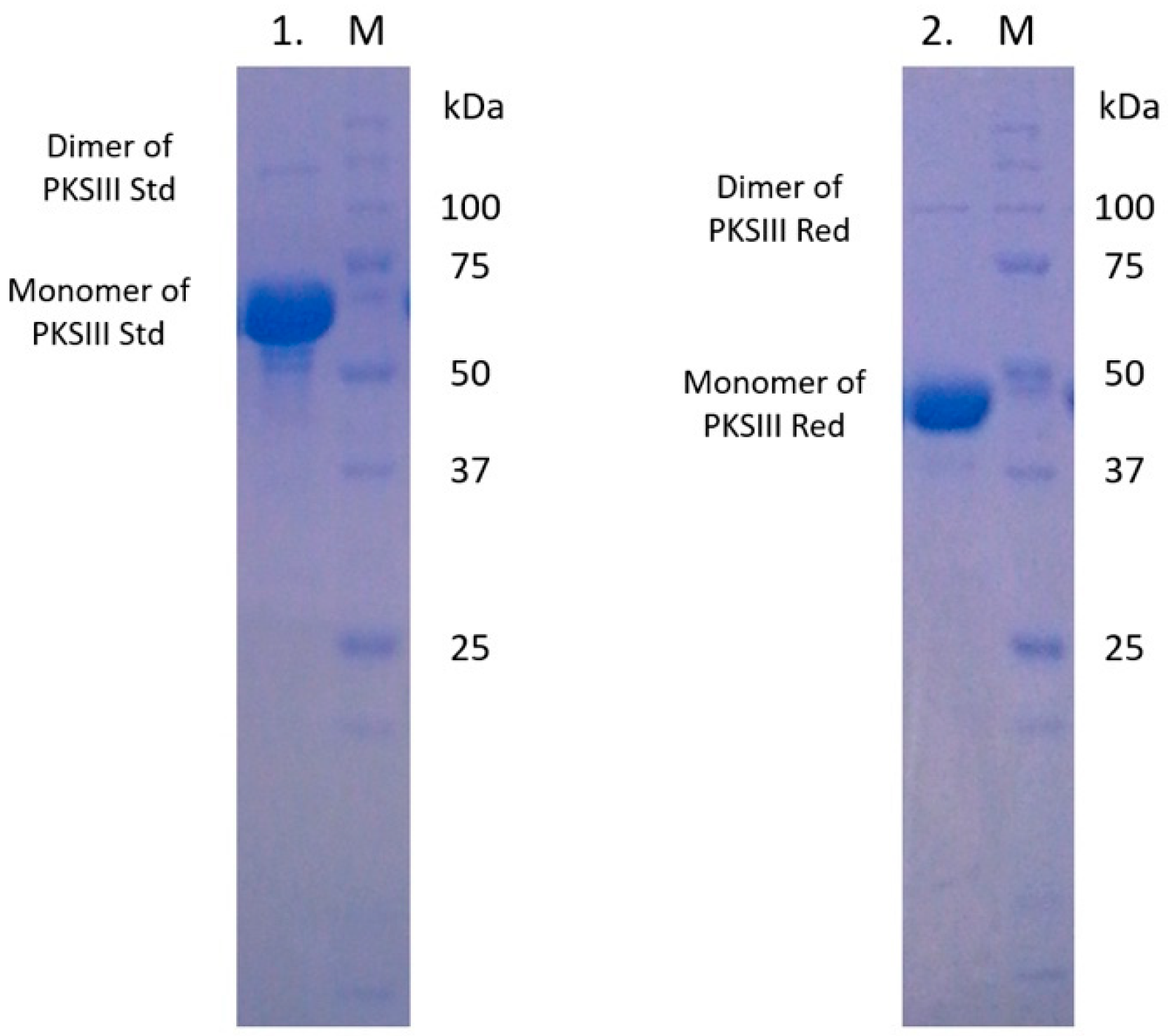 Marinedrugs 18 00637 g003 Marinedrugs 18 00637 g003