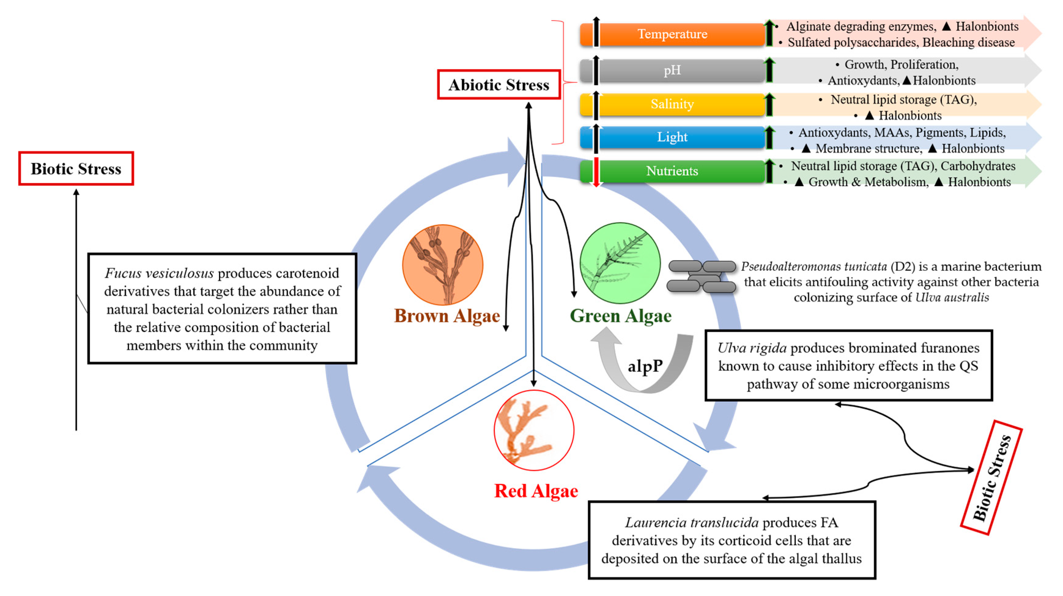 Marinedrugs 18 00641 g002 Marinedrugs 18 00641 g002