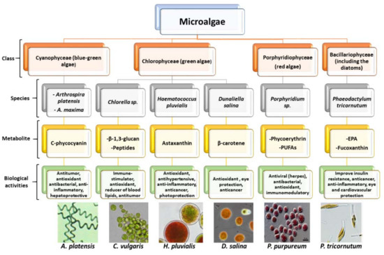 Marinedrugs 18 00644 g001 550