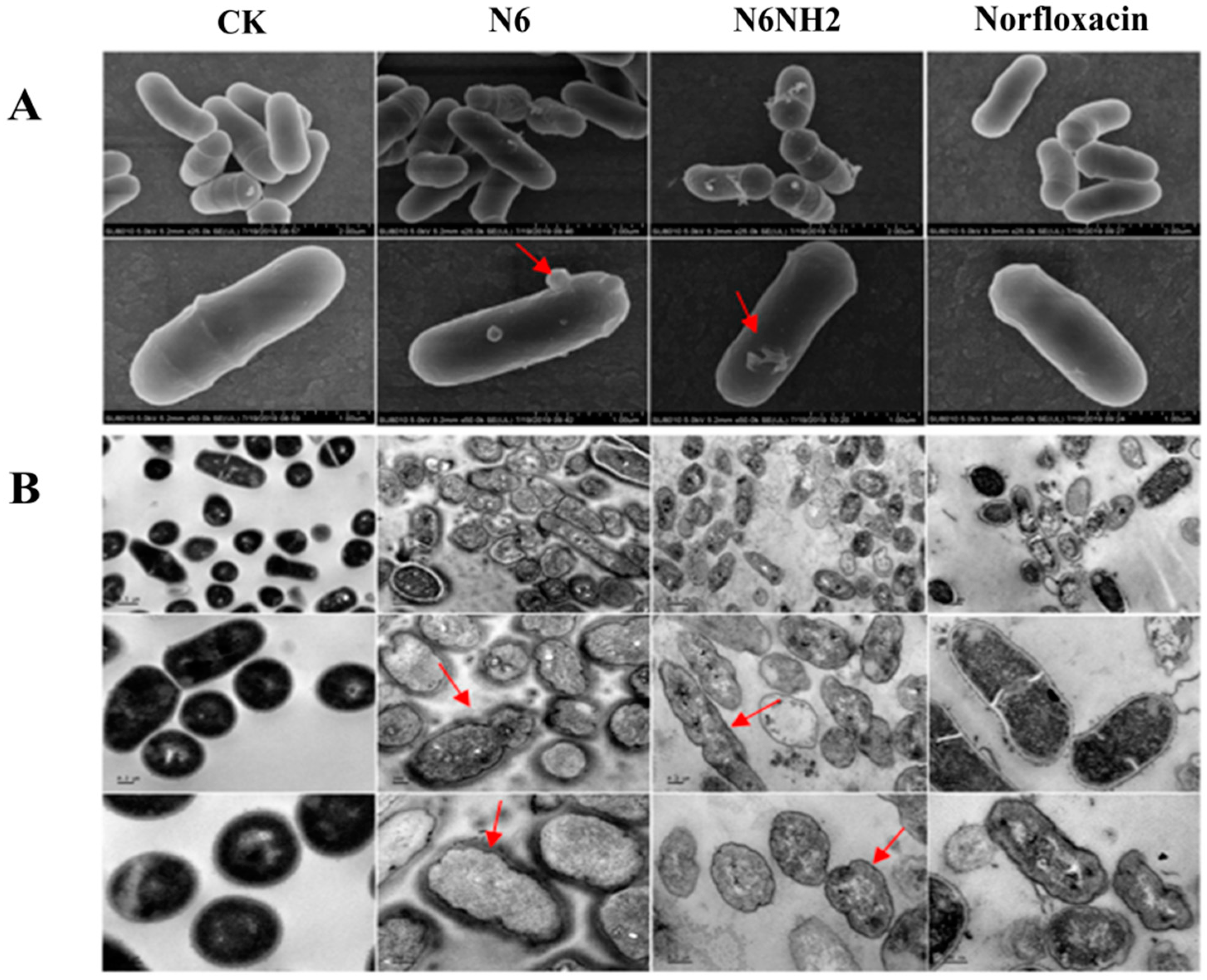 Marinedrugs 18 00650 g005