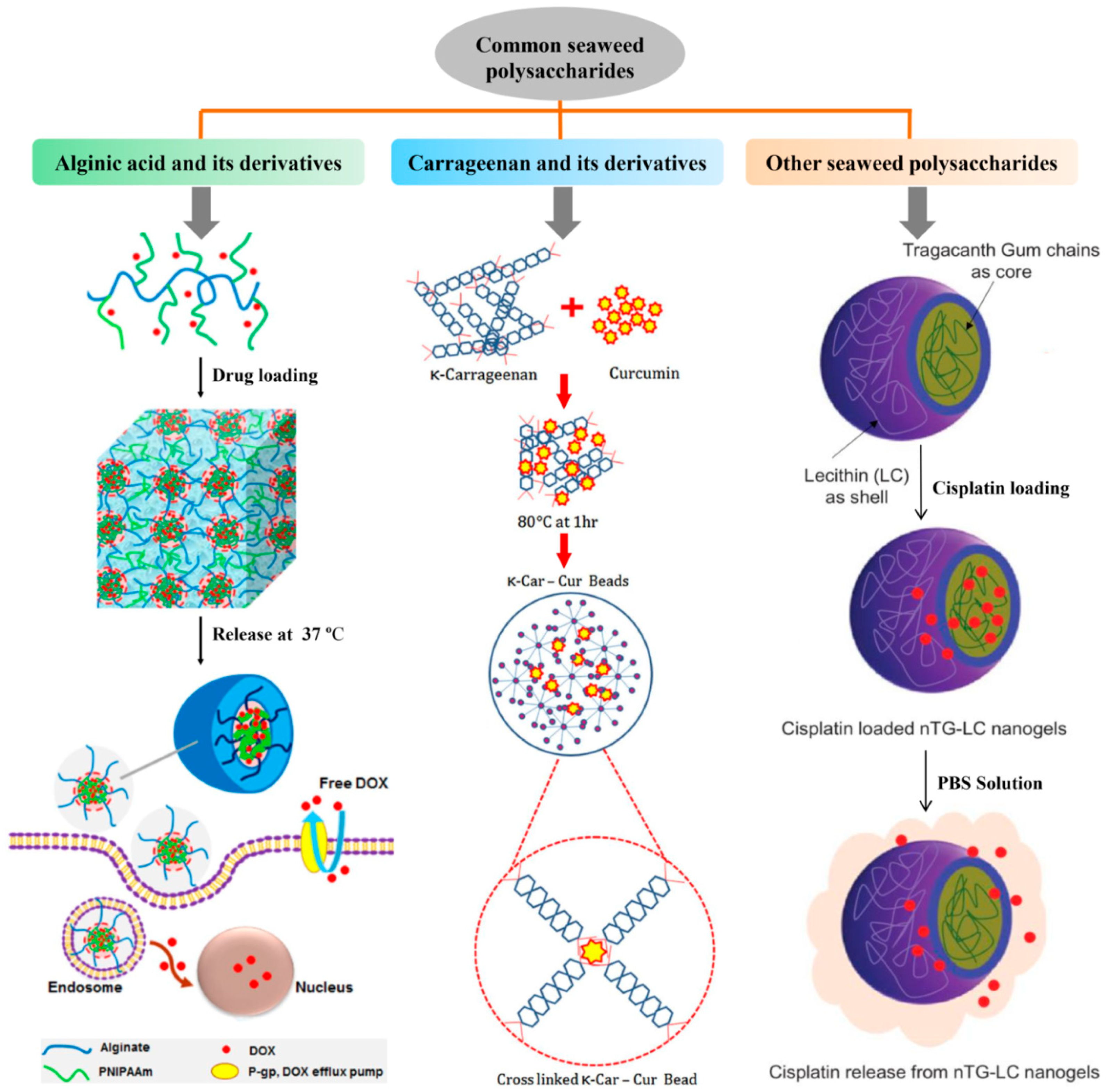 Marinedrugs 18 00658 g002 Marinedrugs 18 00658 g002