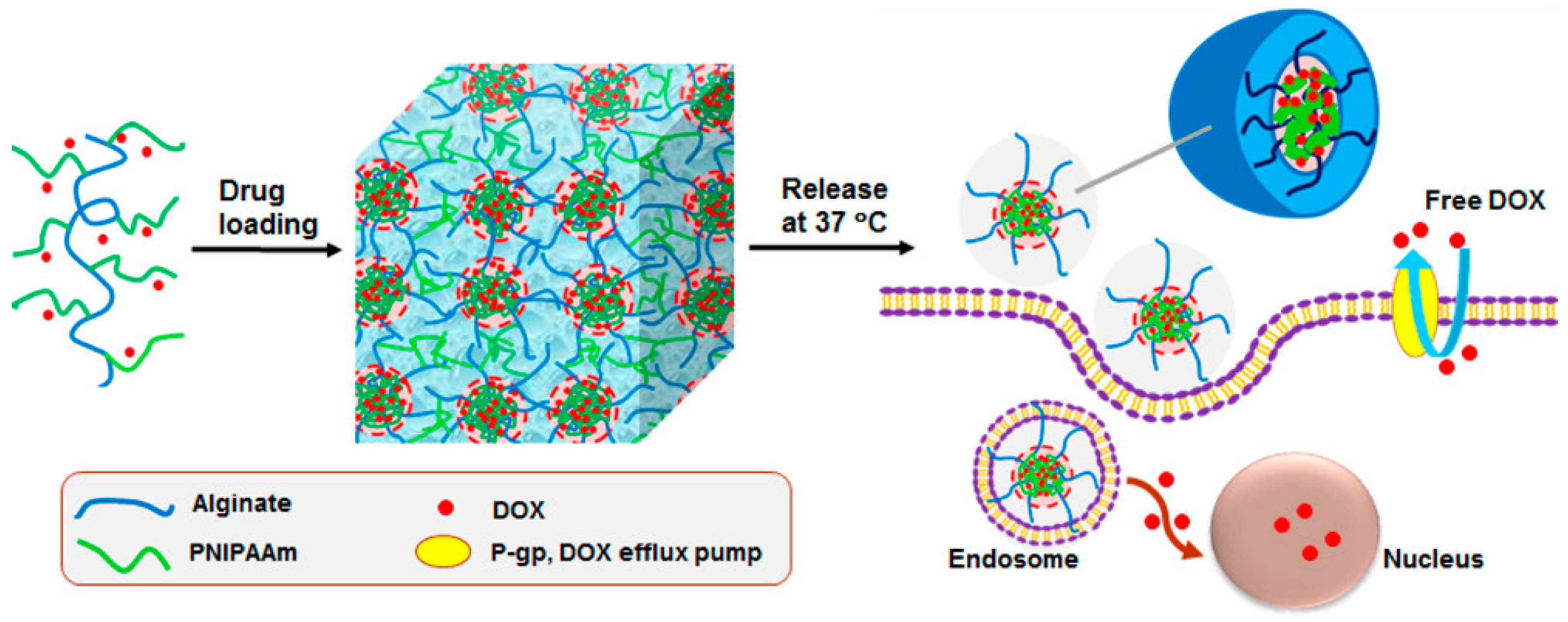 Marinedrugs 18 00658 g004 Marinedrugs 18 00658 g004