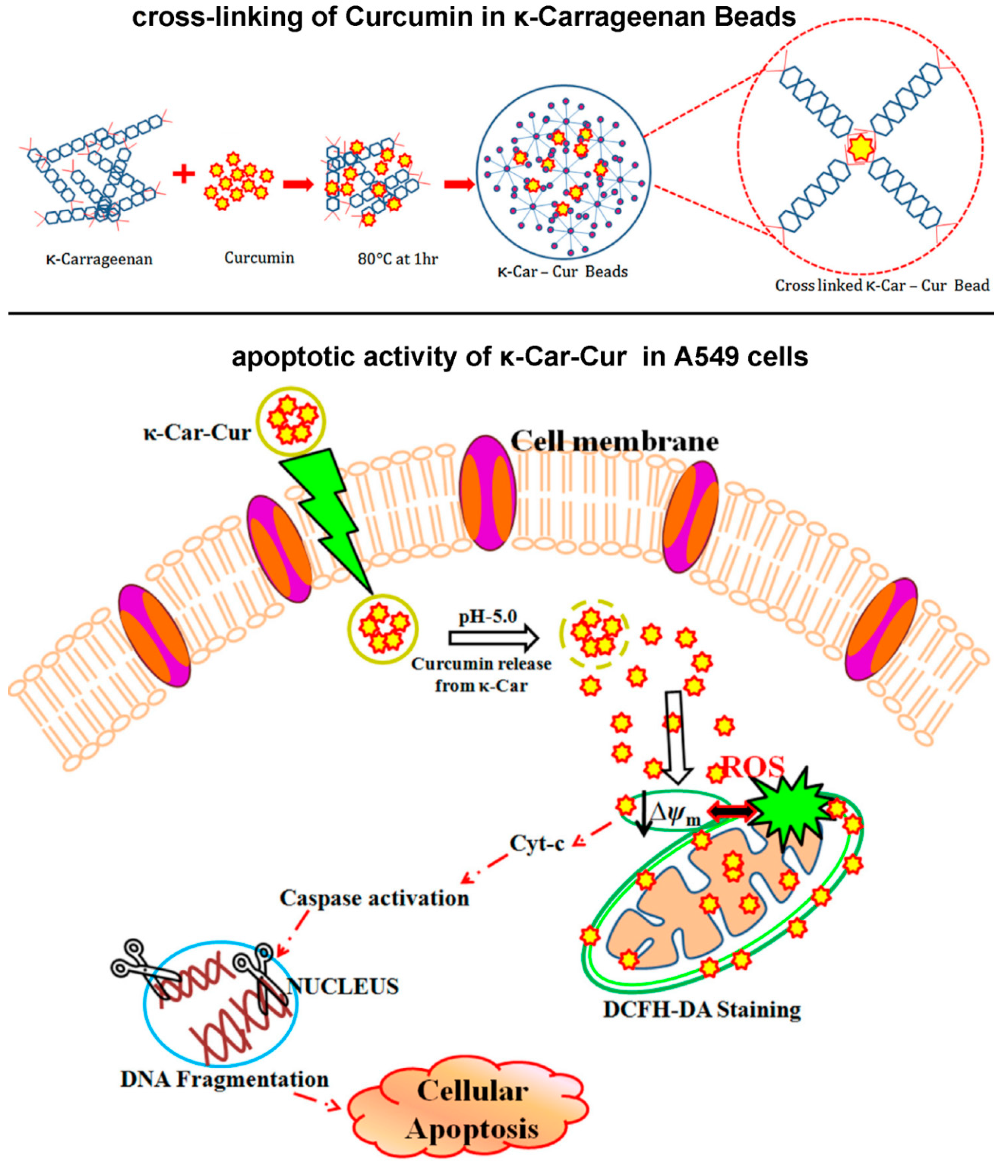 Marinedrugs 18 00658 g006 Marinedrugs 18 00658 g006