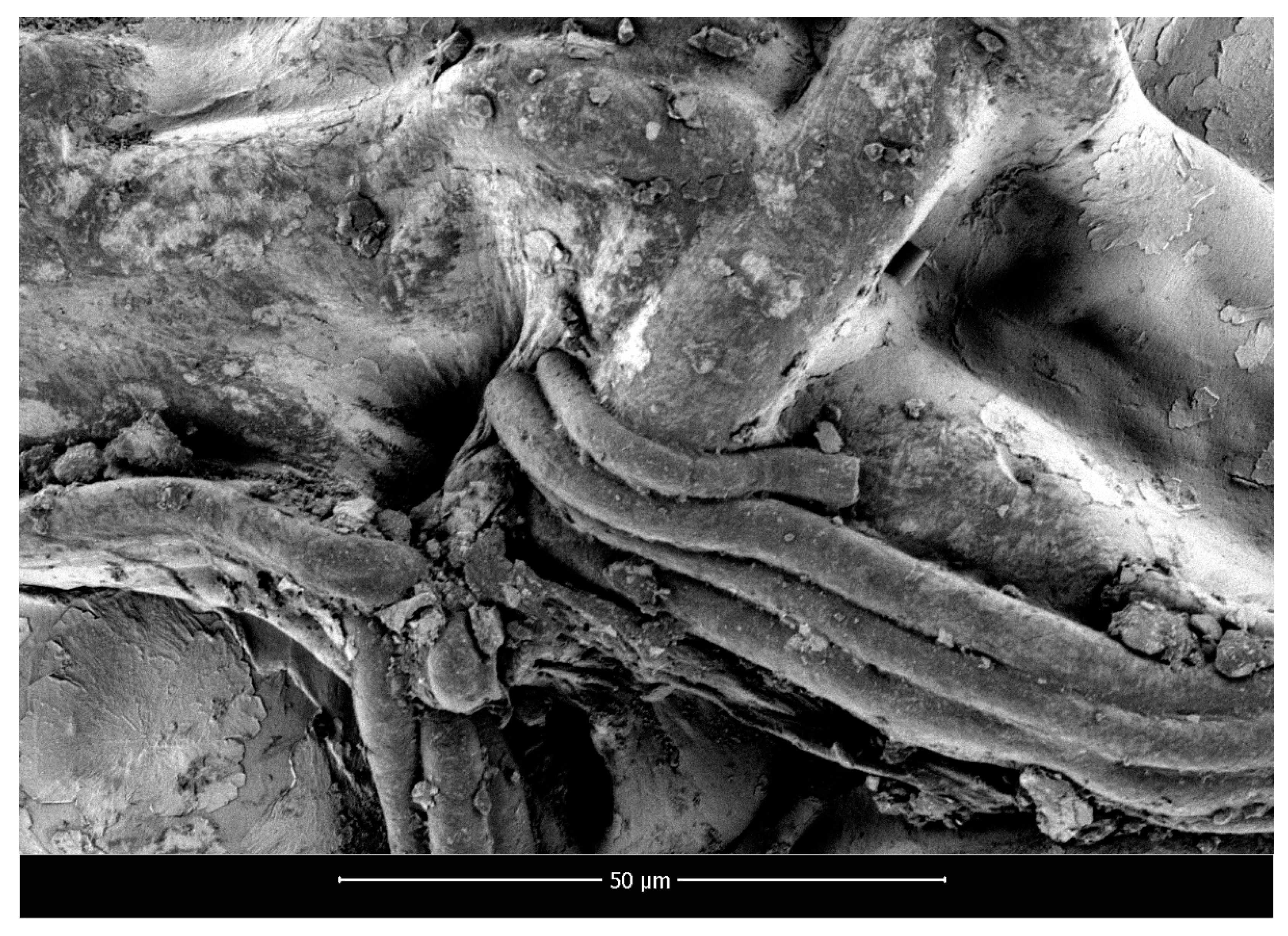 Marinedrugs 18 00660 g003