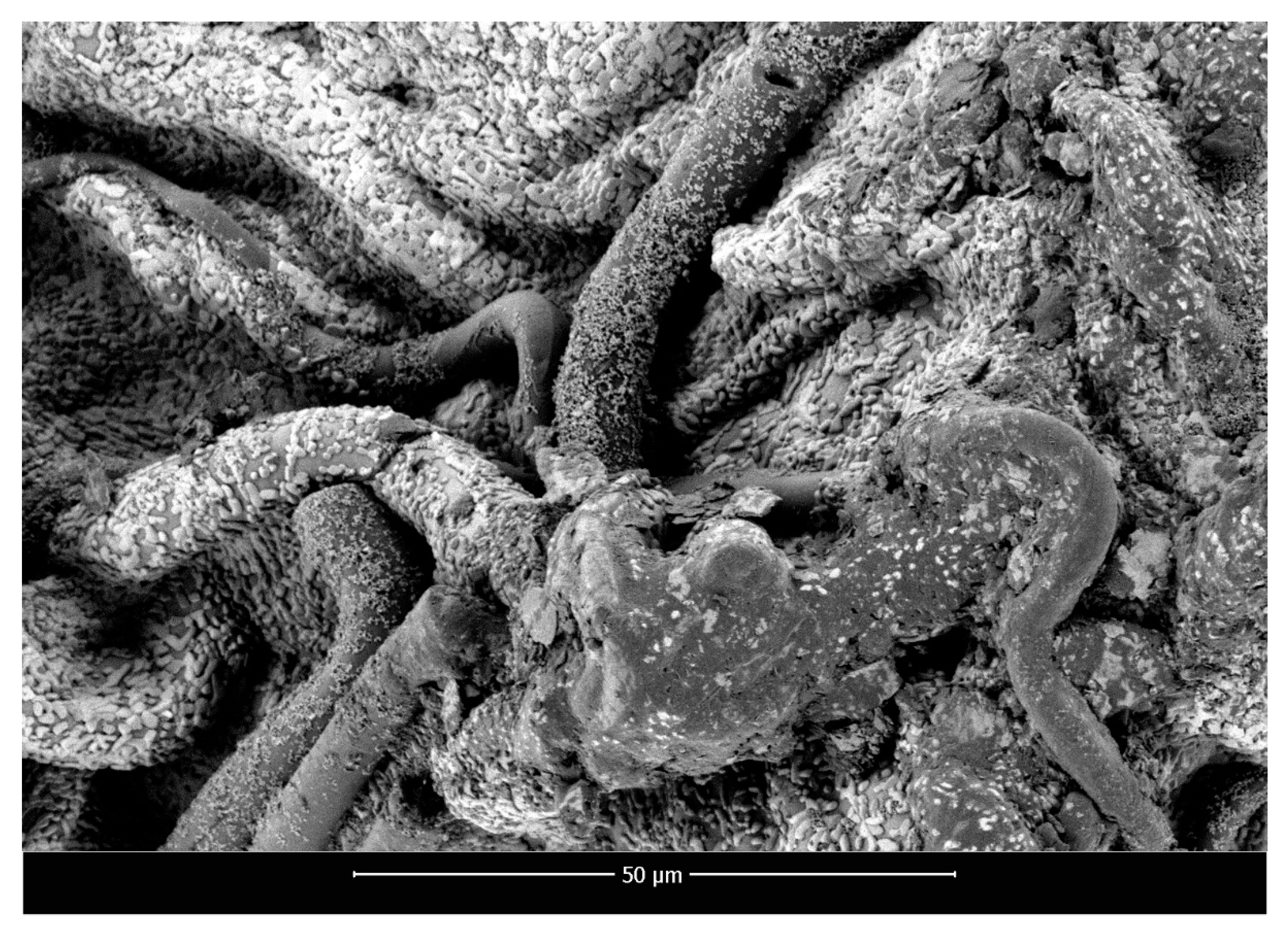 Marinedrugs 18 00660 g004