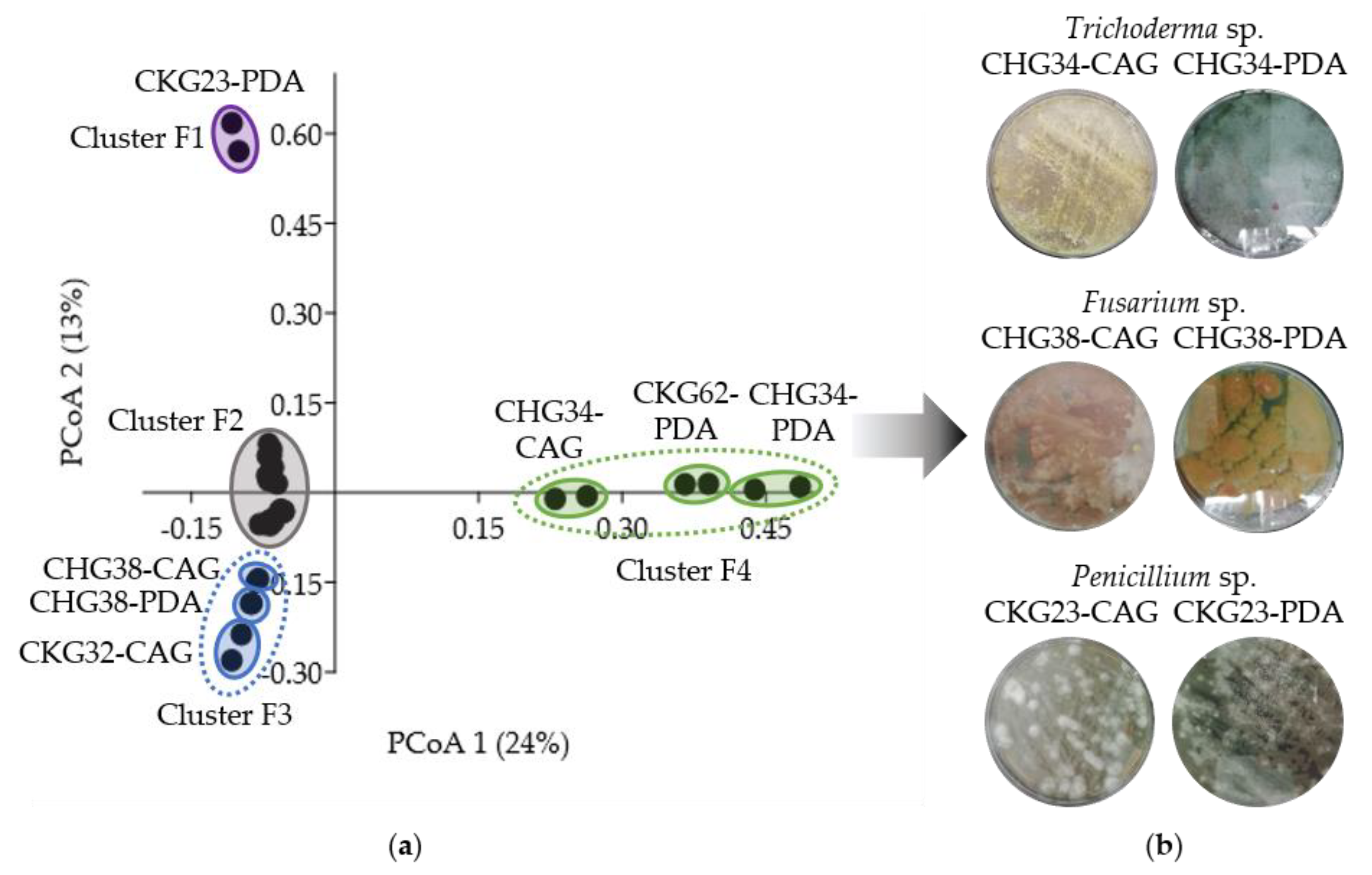 Marinedrugs 19 00006 g005 Marinedrugs 19 00006 g005