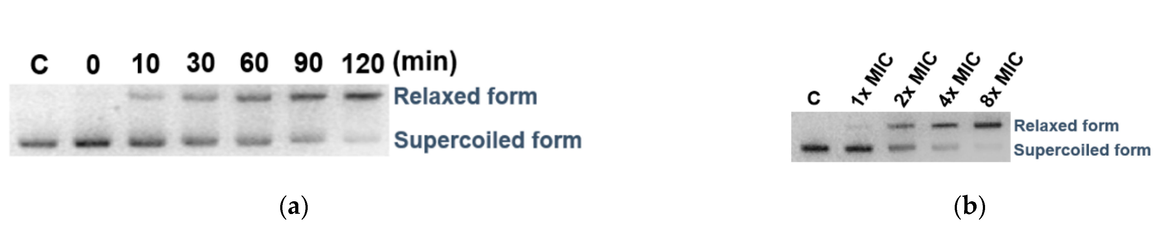 Marinedrugs 19 00007 g005 Marinedrugs 19 00007 g005