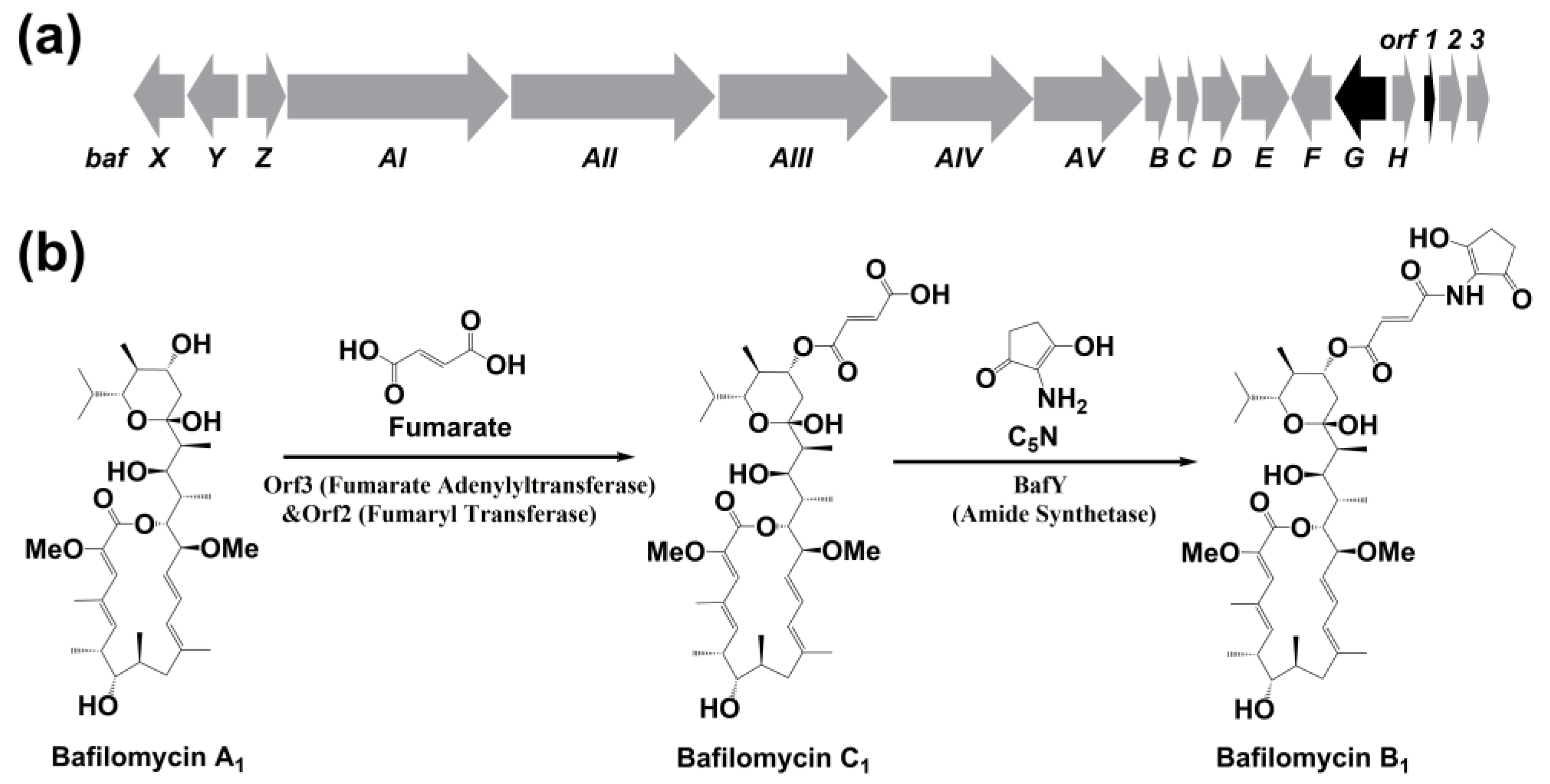 Marinedrugs 19 00029 g002 Marinedrugs 19 00029 g002