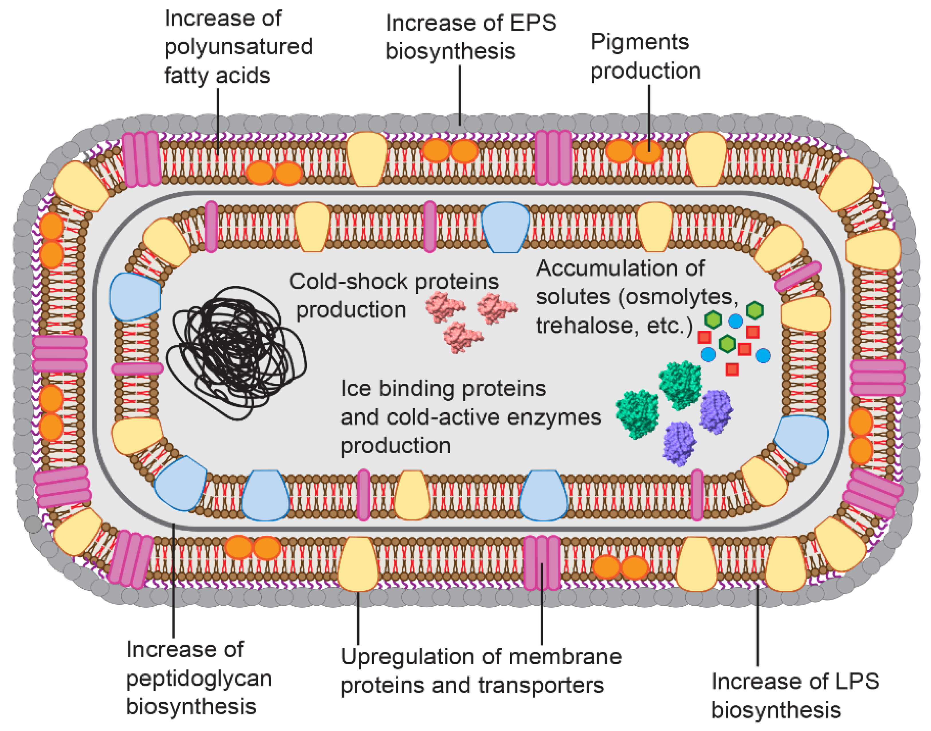 Marinedrugs 19 00043 g001 Marinedrugs 19 00043 g001