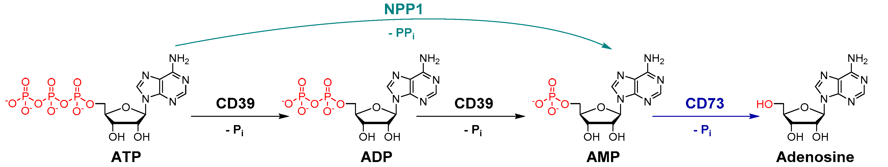 Marinedrugs 19 00051 g001 Marinedrugs 19 00051 g001
