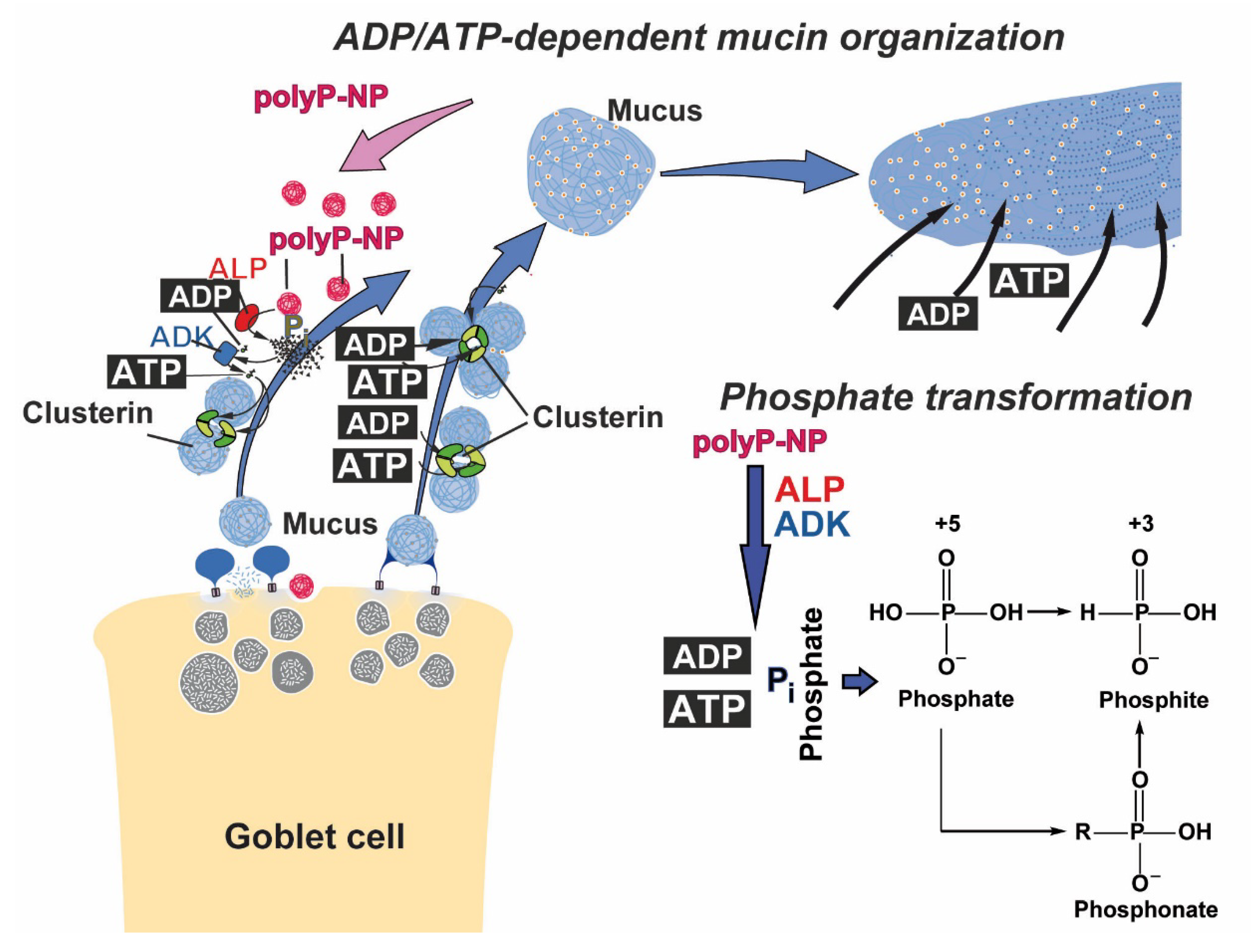 Marinedrugs 19 00064 g010 Marinedrugs 19 00064 g010