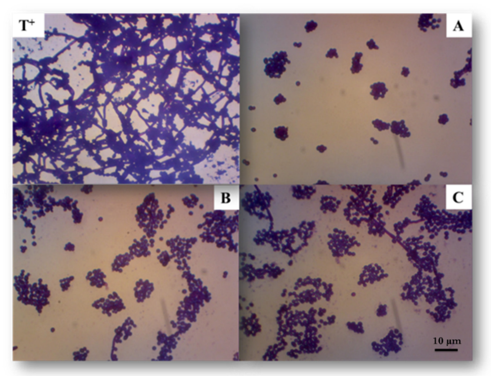 Marinedrugs 19 00066 g004 Marinedrugs 19 00066 g004