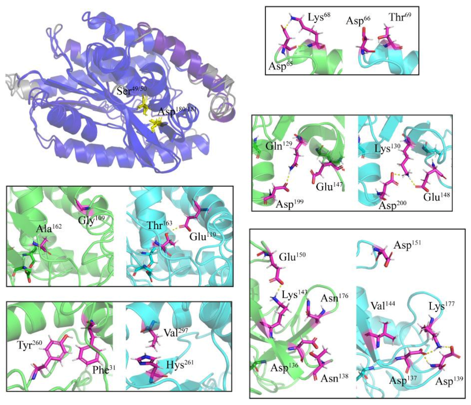 Marinedrugs 19 00067 g002 Marinedrugs 19 00067 g002