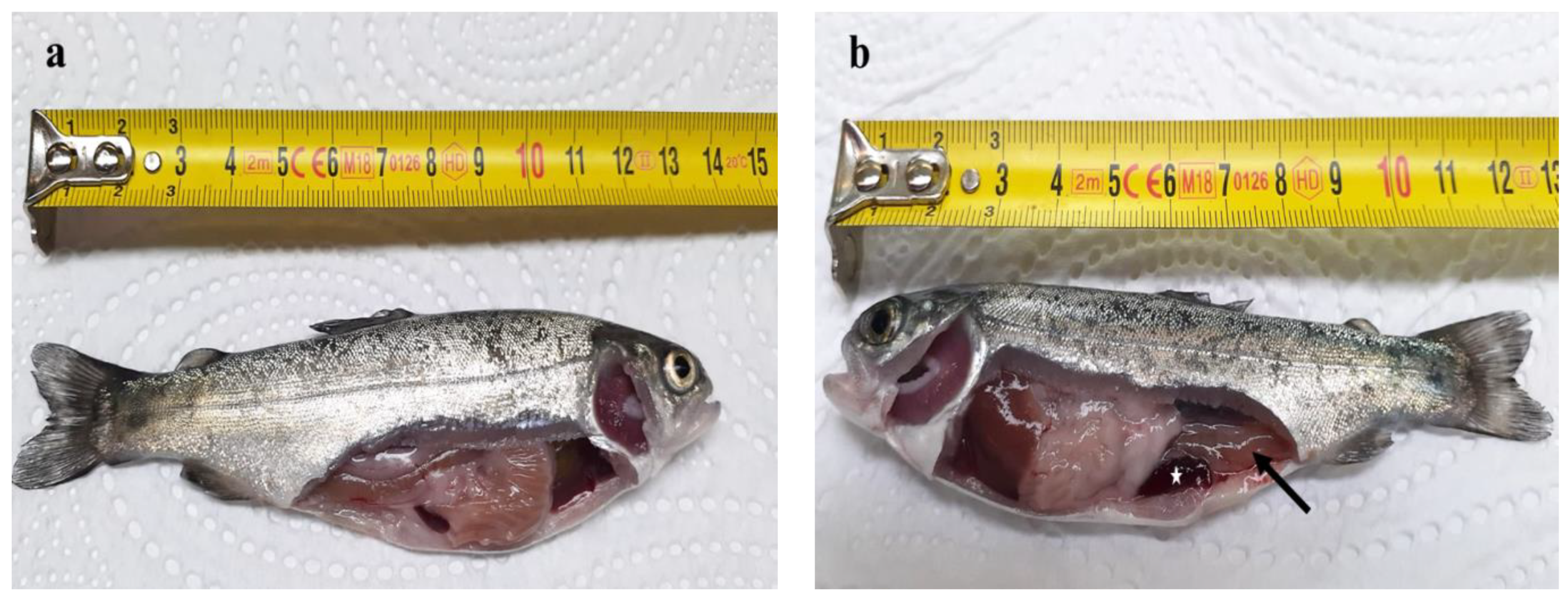 Marinedrugs 19 00072 g008 Marinedrugs 19 00072 g008