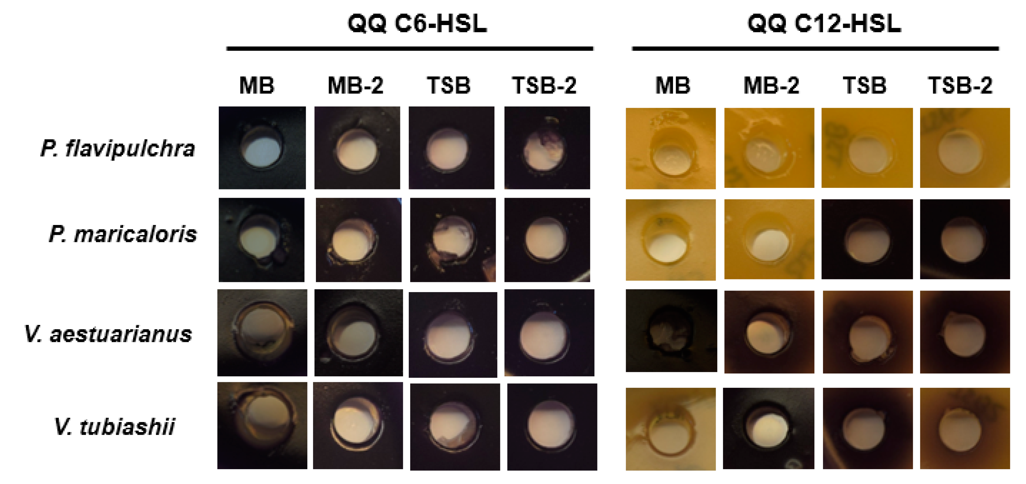 Marinedrugs 19 00074 g002 Marinedrugs 19 00074 g002