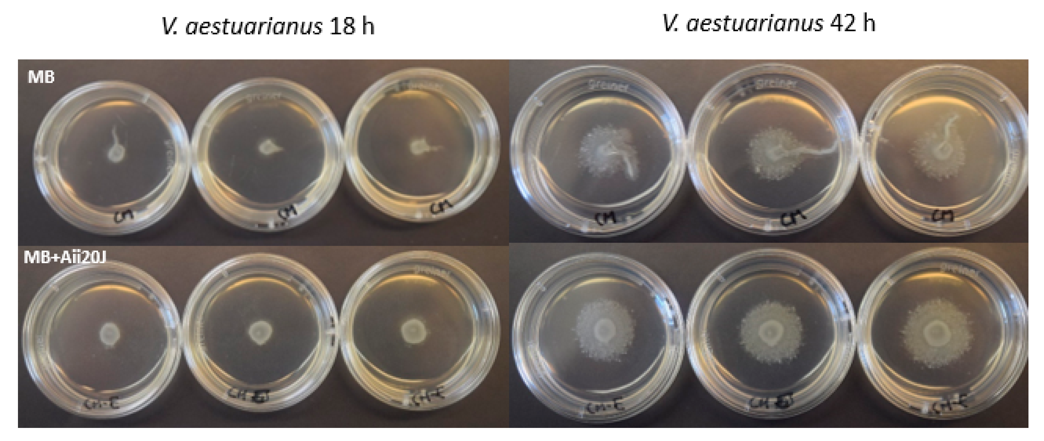 Marinedrugs 19 00074 g007 Marinedrugs 19 00074 g007