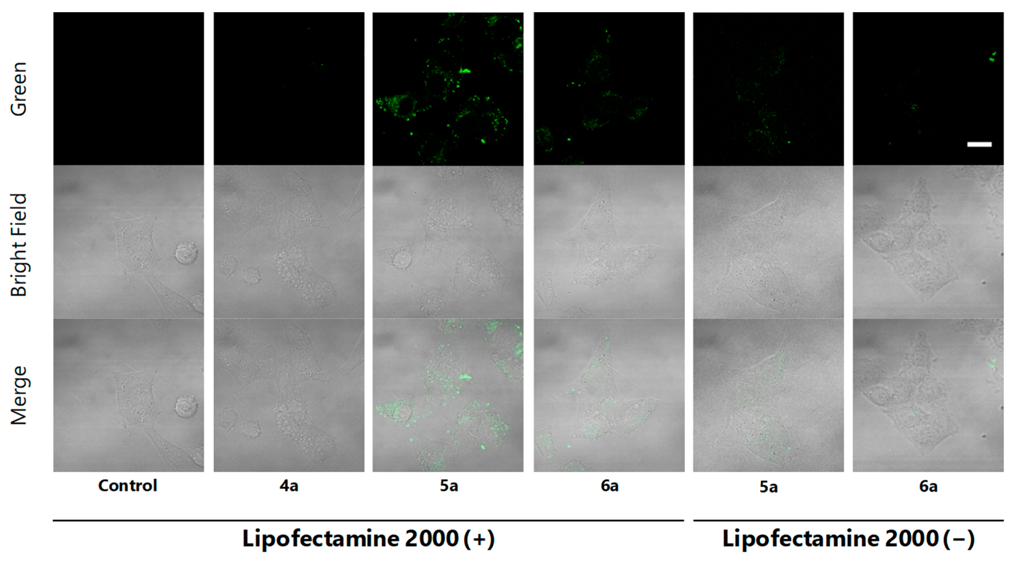 Marinedrugs 19 00076 g003 Marinedrugs 19 00076 g003