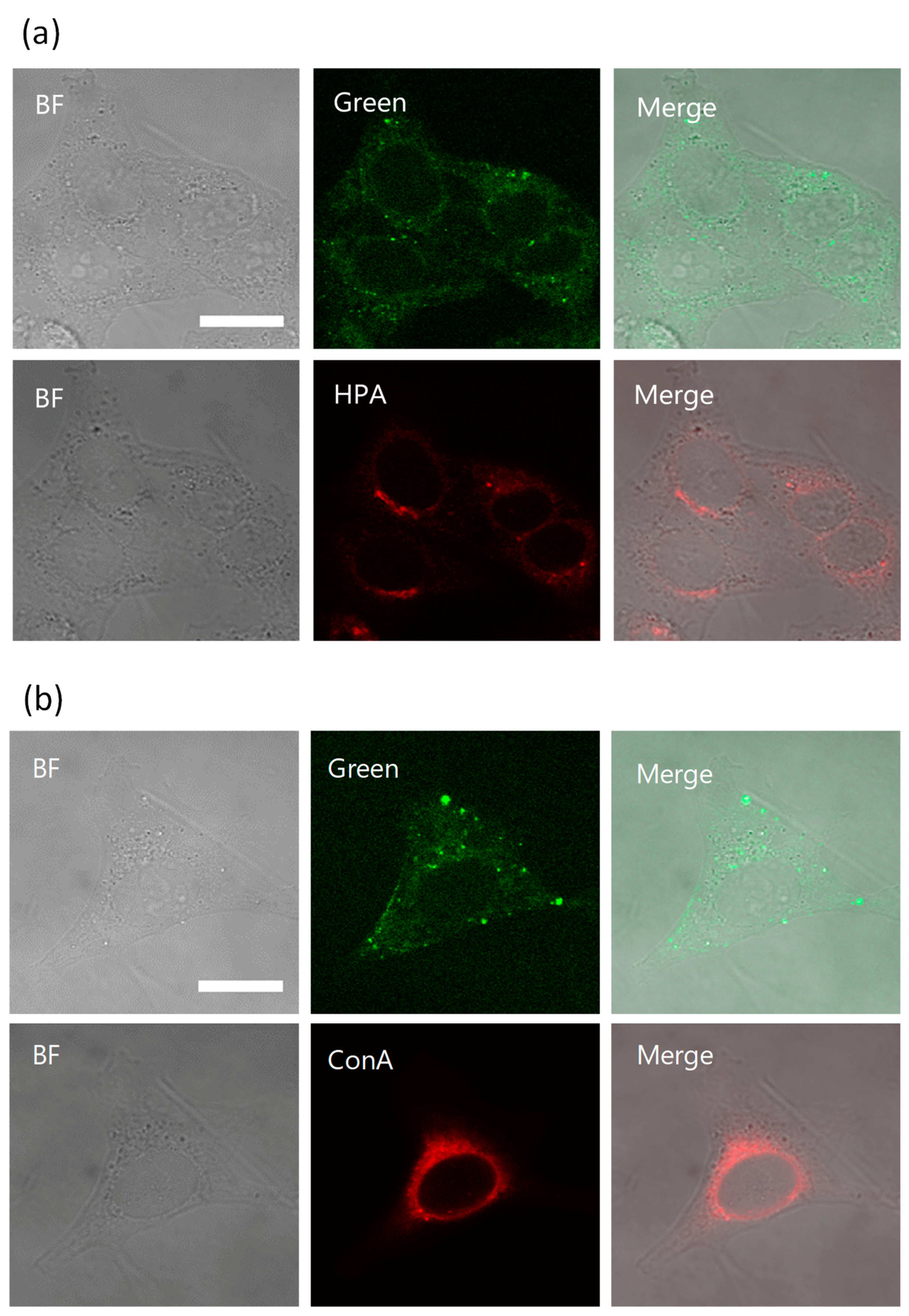 Marinedrugs 19 00076 g004 Marinedrugs 19 00076 g004