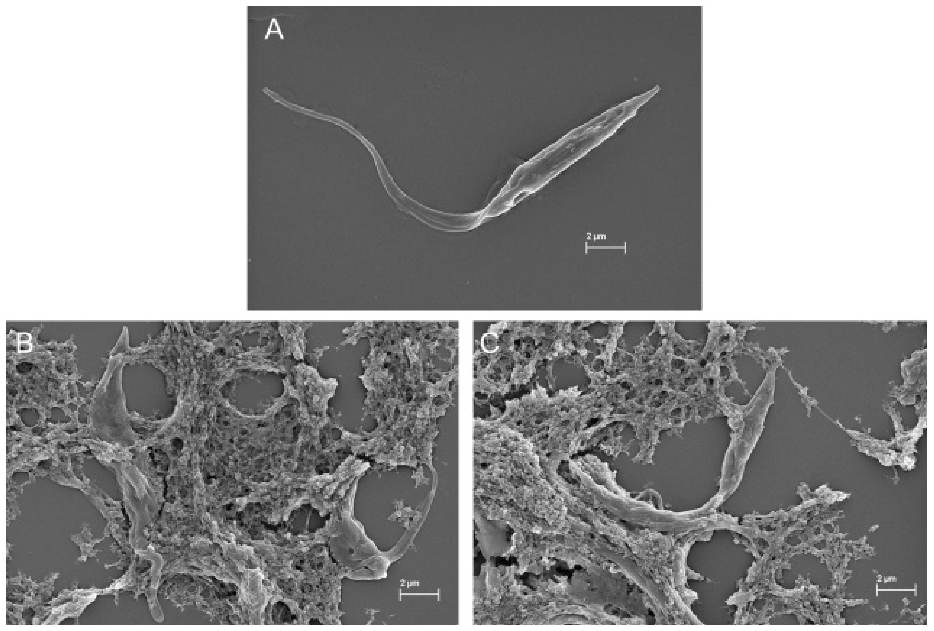 Marinedrugs 19 00110 g010 Marinedrugs 19 00110 g010