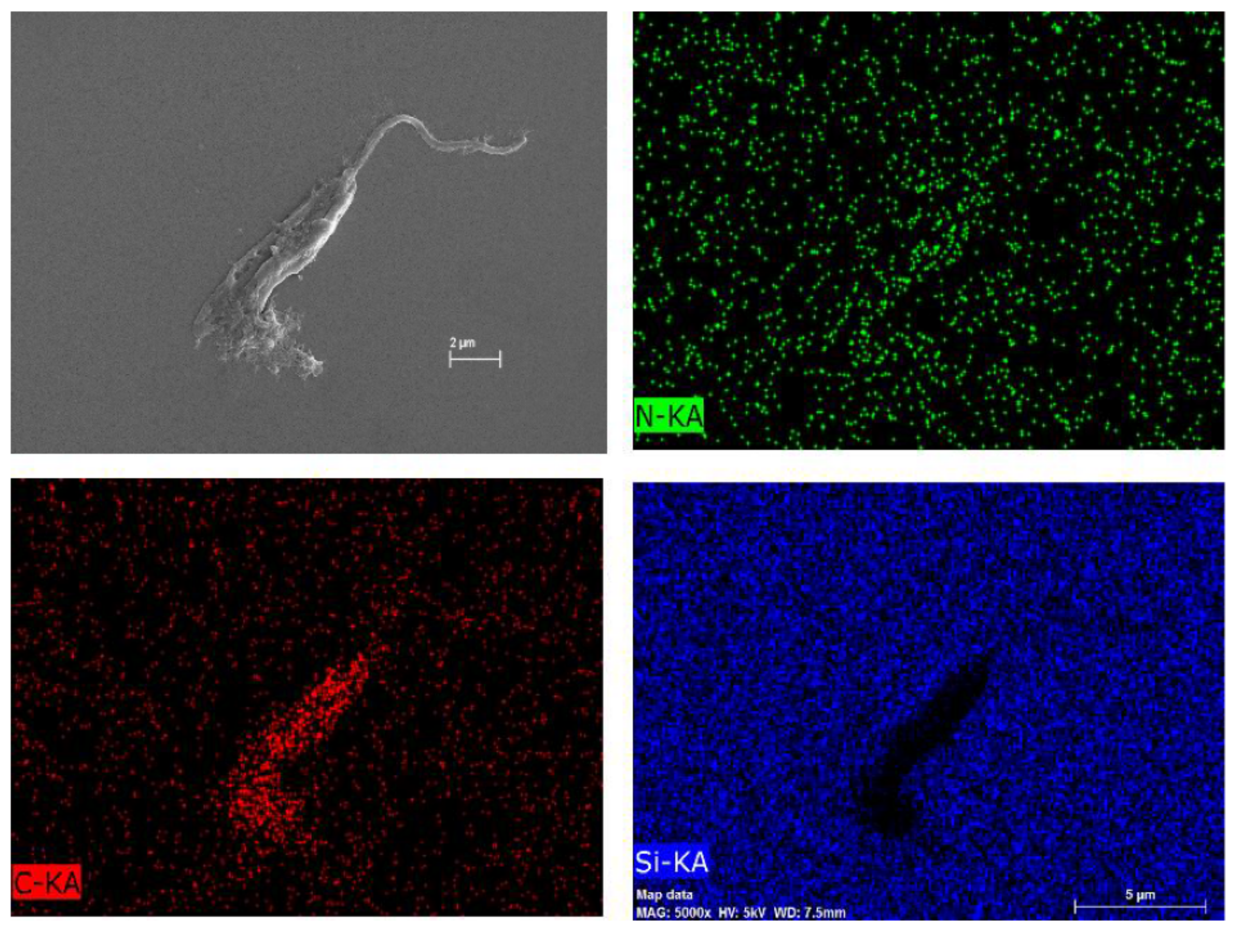 Marinedrugs 19 00110 g011 Marinedrugs 19 00110 g011