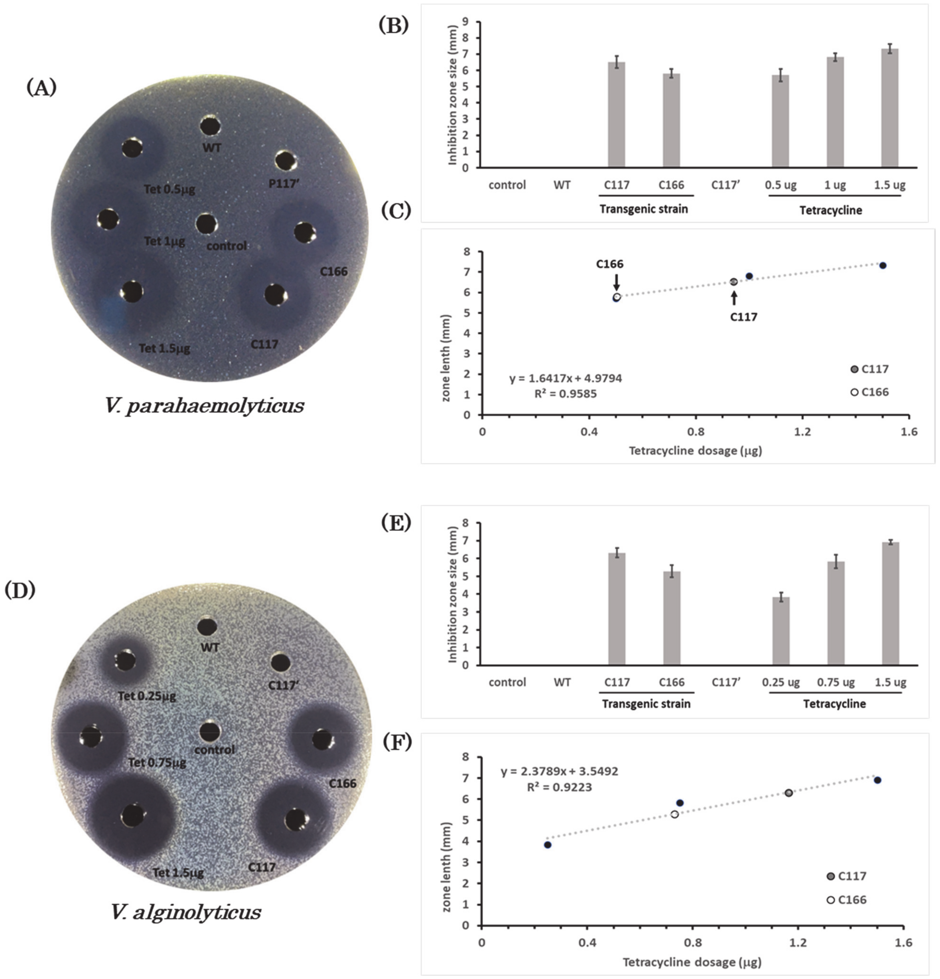 Using Bacillus subtilis as a Host Cell to Express an