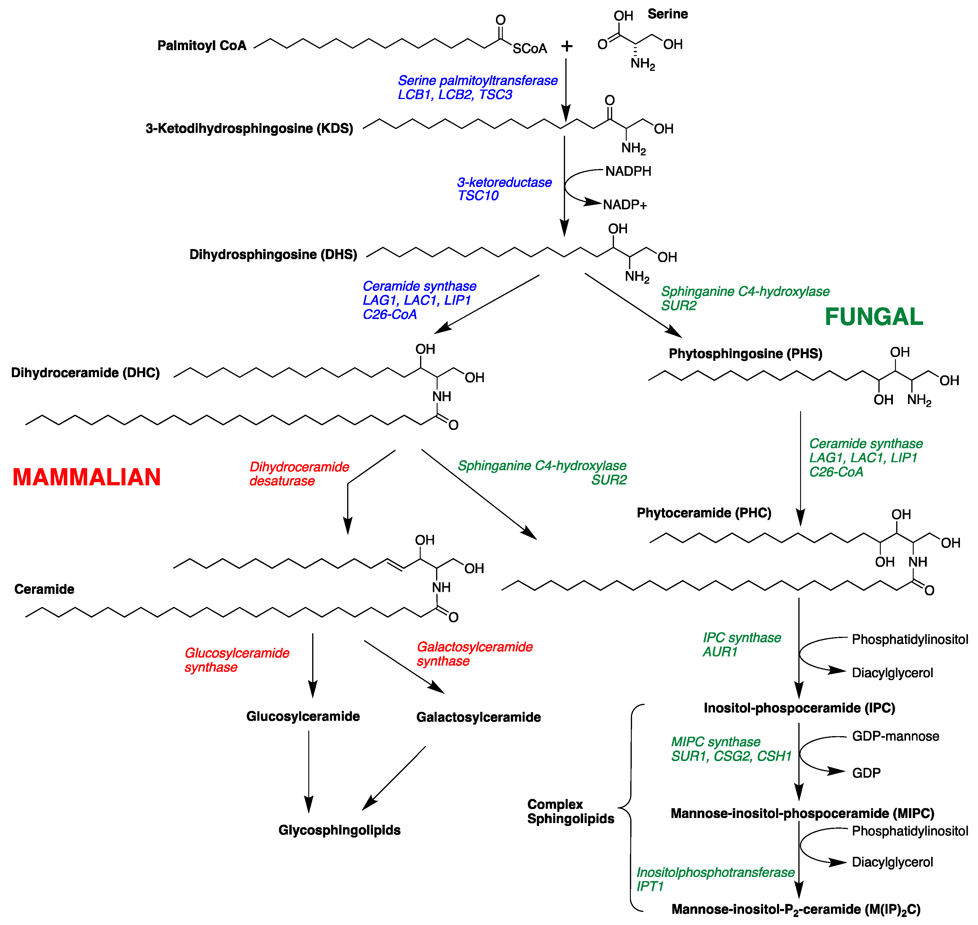 Marinedrugs 19 00126 g001 Marinedrugs 19 00126 g001