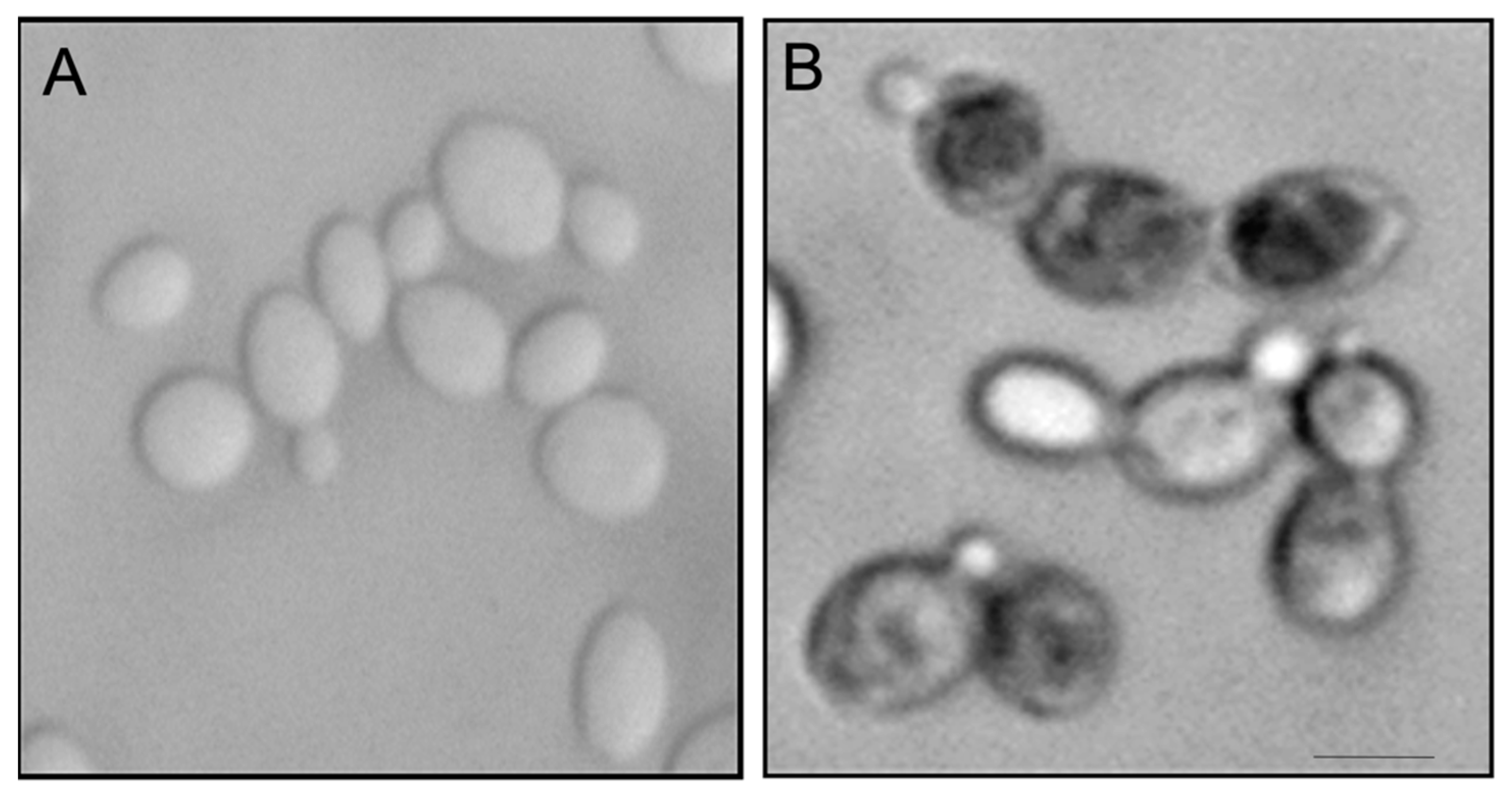 Marinedrugs 19 00126 g006 Marinedrugs 19 00126 g006