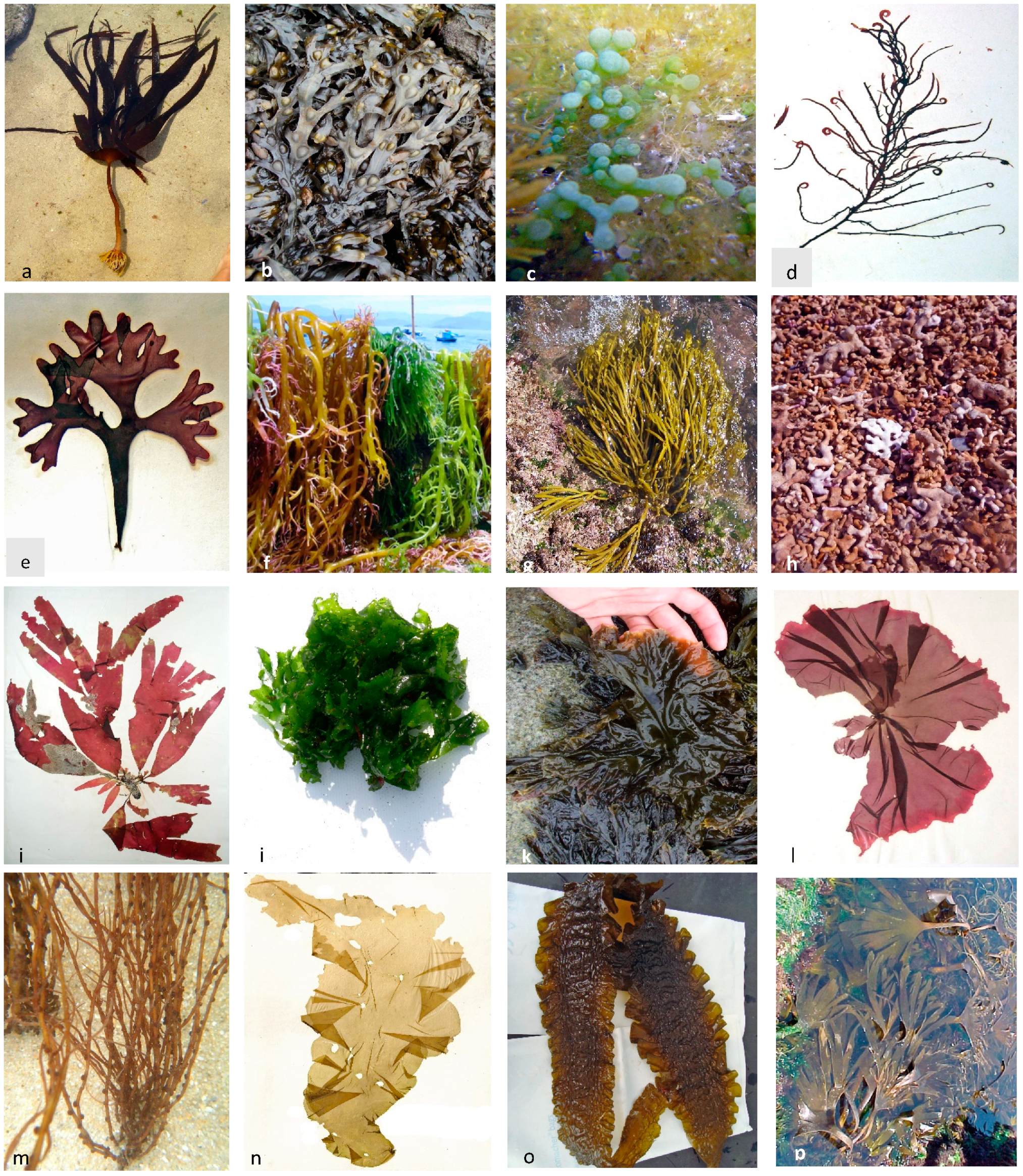 Marinedrugs 19 00128 g002 Marinedrugs 19 00128 g002