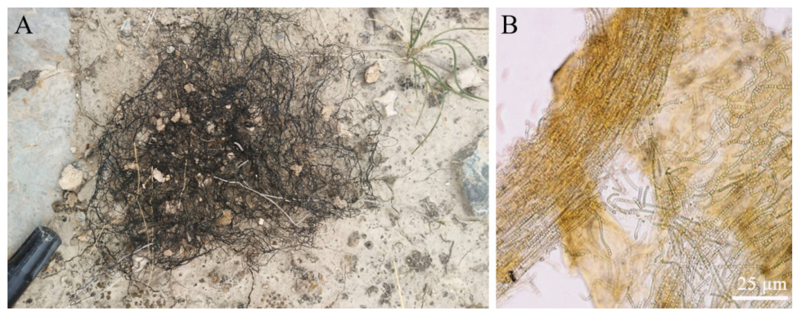 Marinedrugs 19 00129 g002