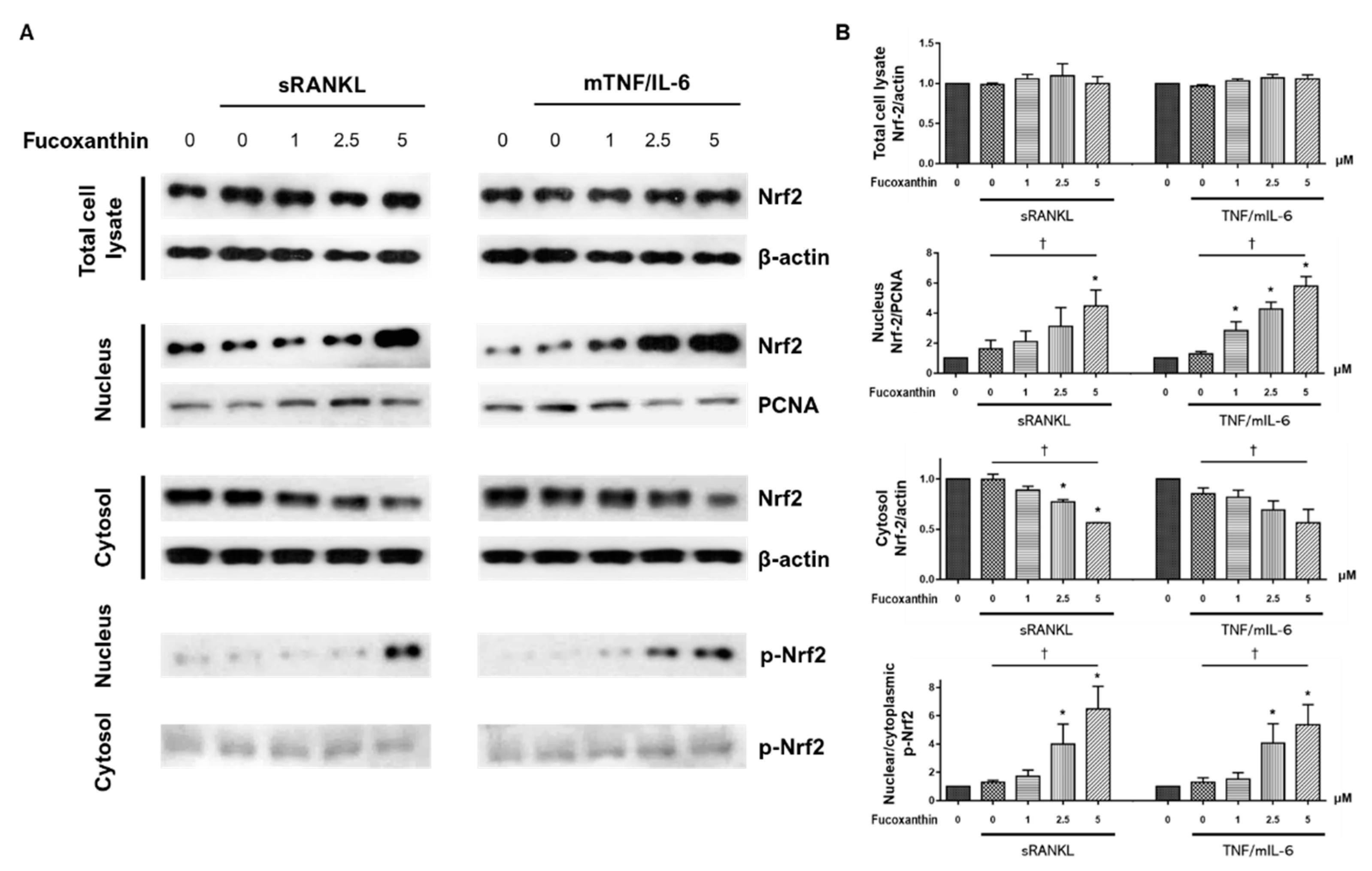 Marinedrugs 19 00132 g007
