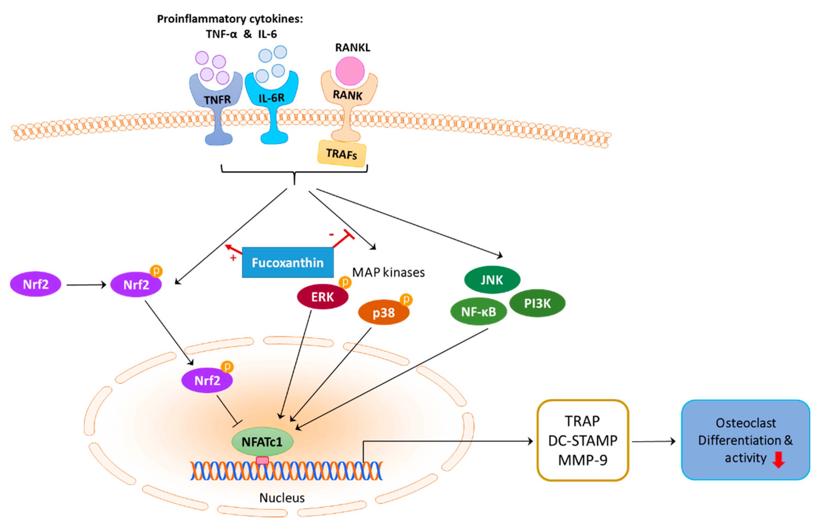 Marinedrugs 19 00132 g008