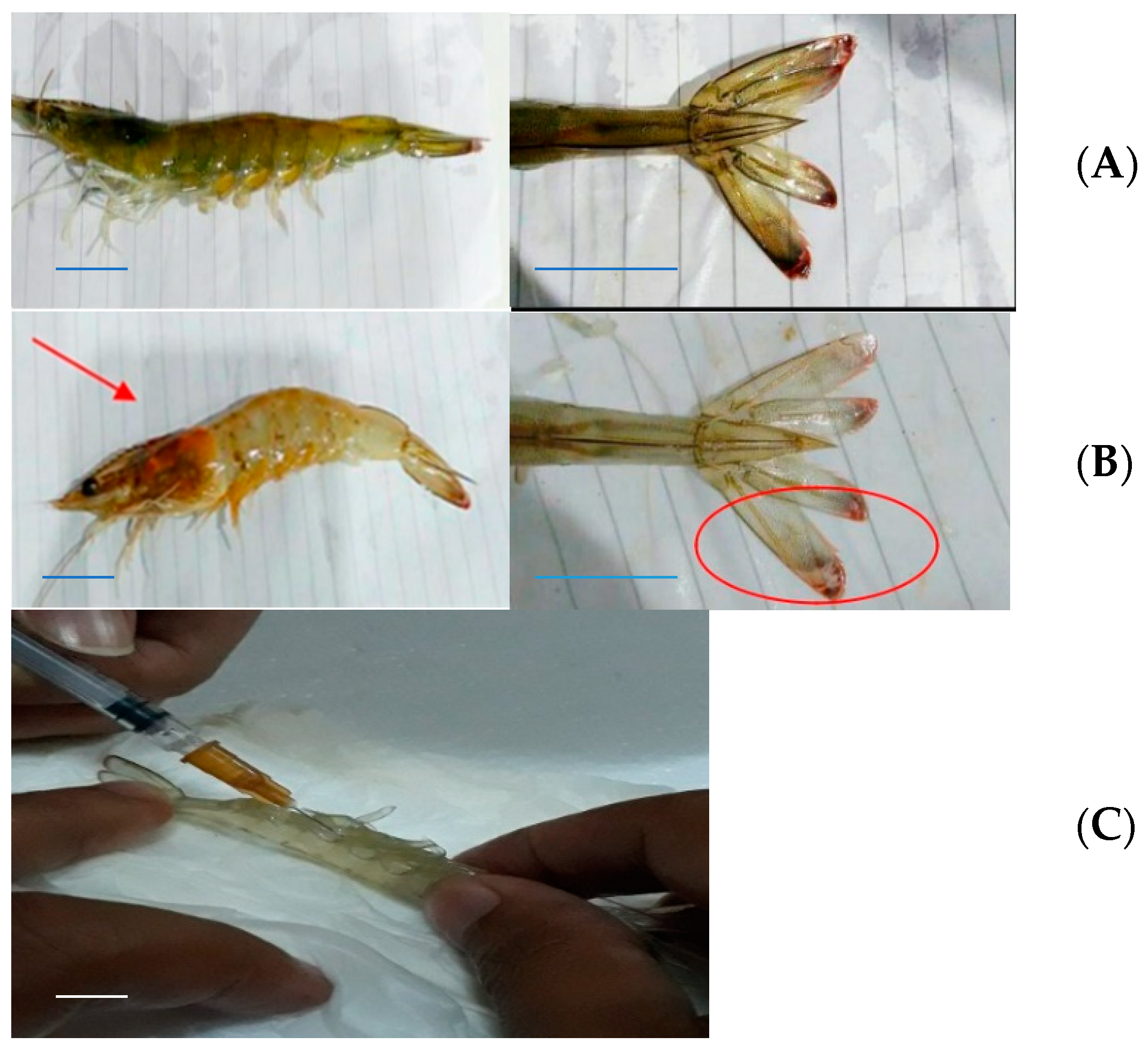 Marinedrugs 19 00133 g003 Marinedrugs 19 00133 g003