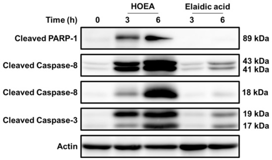 ｊｄ The effect of the catalytic topoisomerase II inhibitor