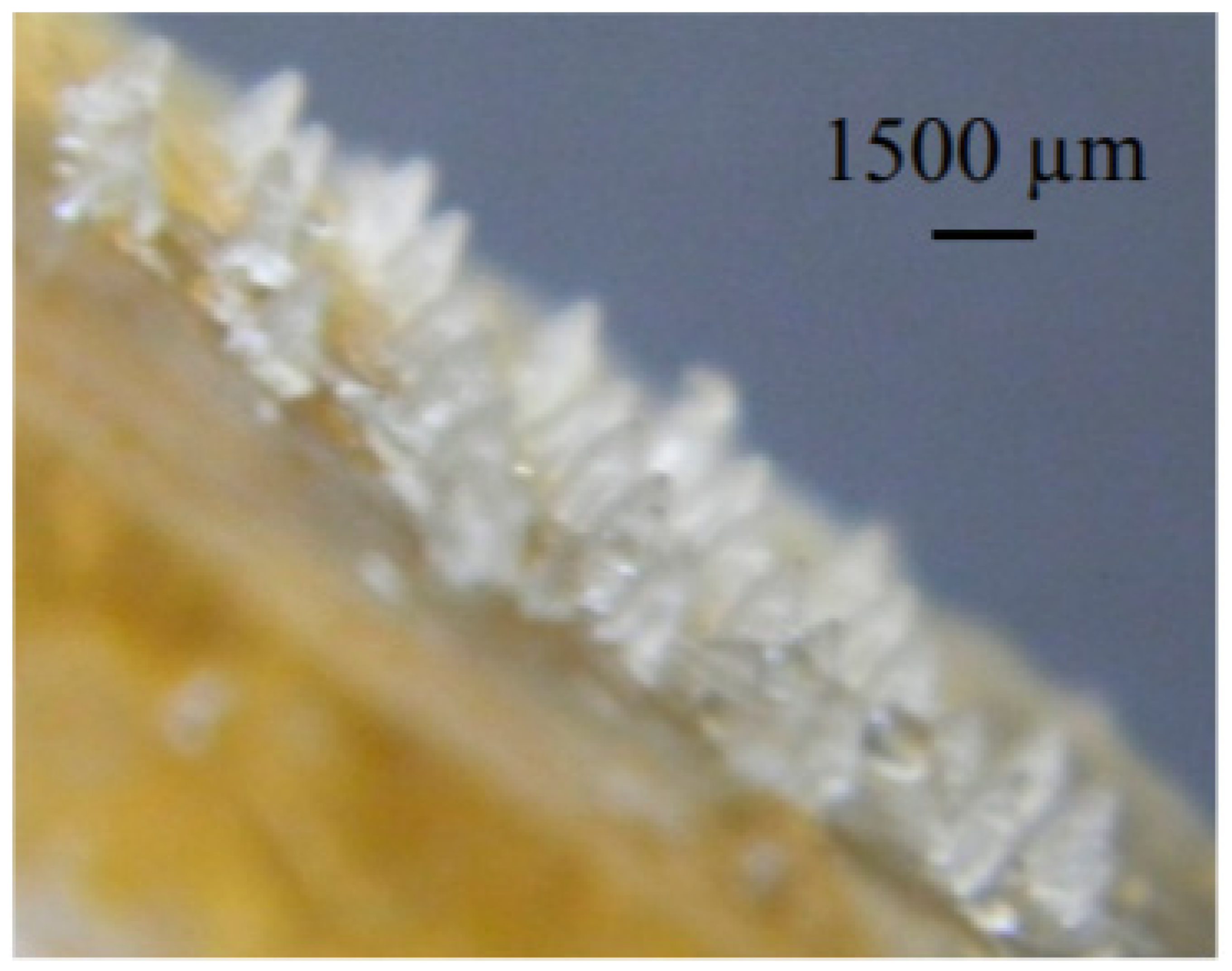 Marinedrugs 19 00145 g005 Marinedrugs 19 00145 g005