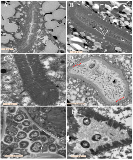 Planococcus maritimus ML1206 Isolated from Wild Oysters