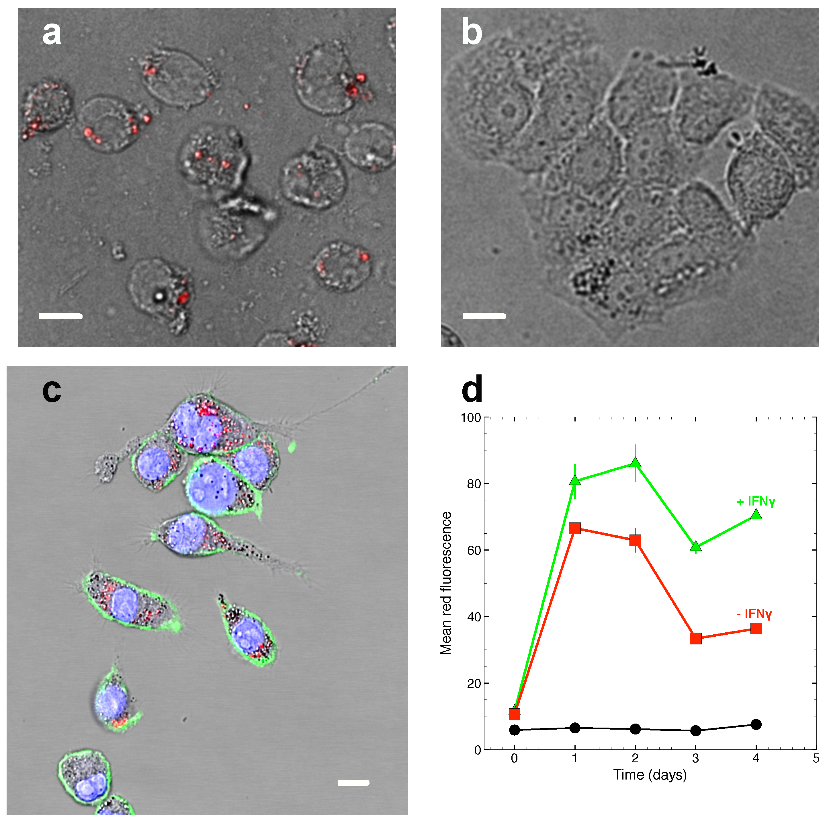 Marinedrugs 19 00163 g002 Marinedrugs 19 00163 g002