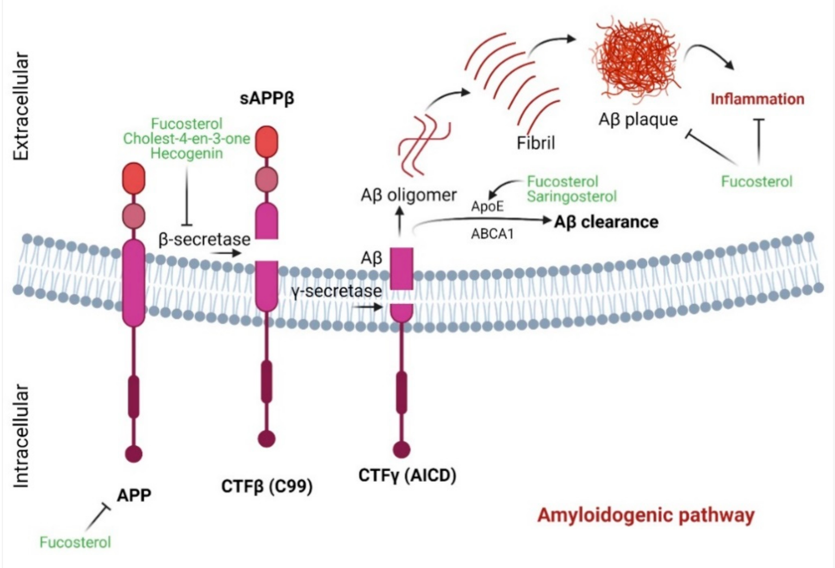 Marinedrugs 19 00167 g003 Marinedrugs 19 00167 g003