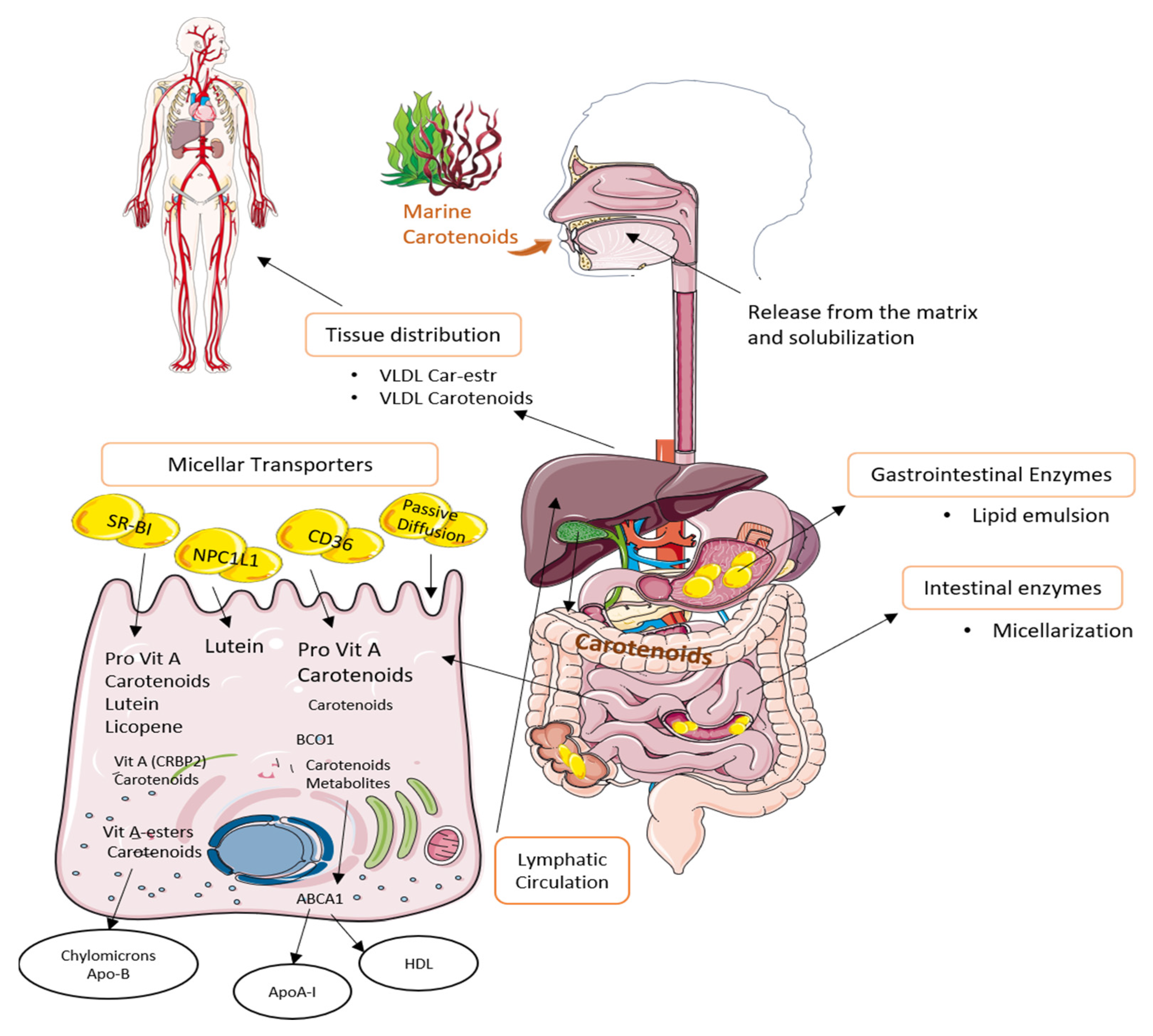 Marinedrugs 19 00188 g003 Marinedrugs 19 00188 g003