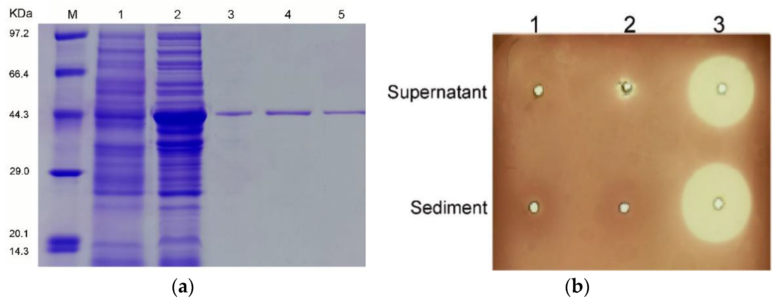 Marinedrugs 19 00191 g003 Marinedrugs 19 00191 g003