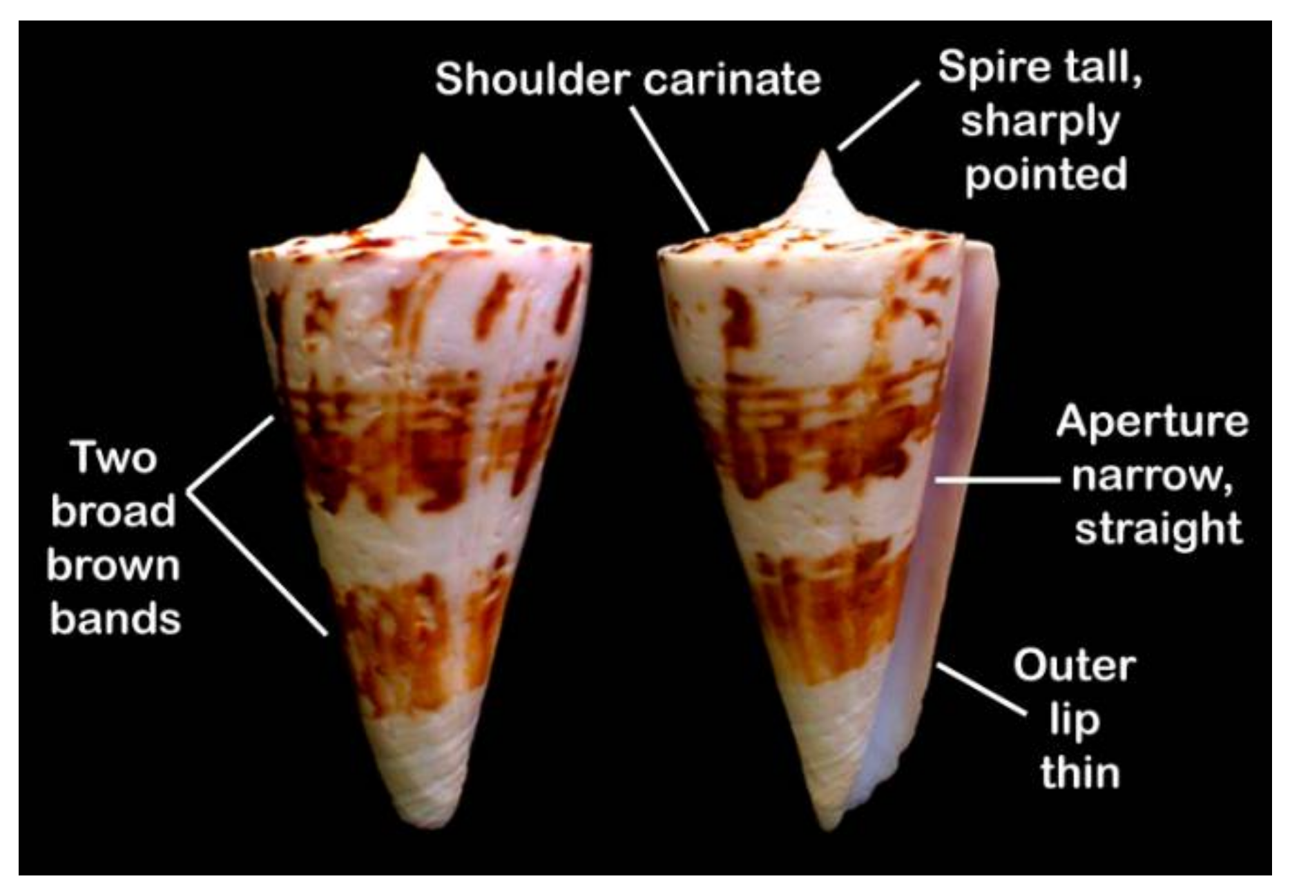 Marine Drugs | Free Full-Text | Diversity of Conopeptides and Conoenzymes  from the Venom Duct of the Marine Cone Snail Conus bayani as Determined  from Transcriptomic and Proteomic Analyses