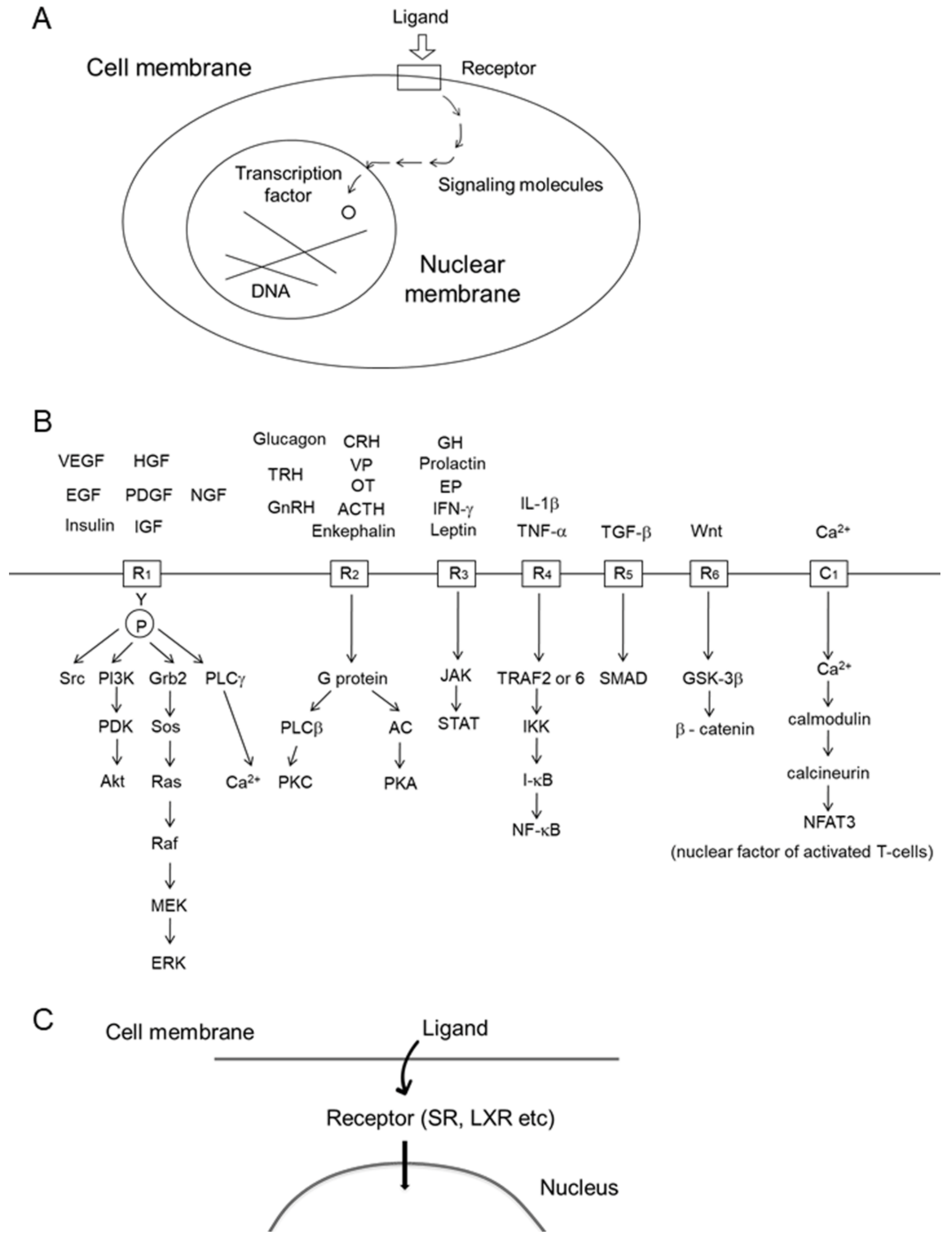 Marinedrugs 19 00205 g001