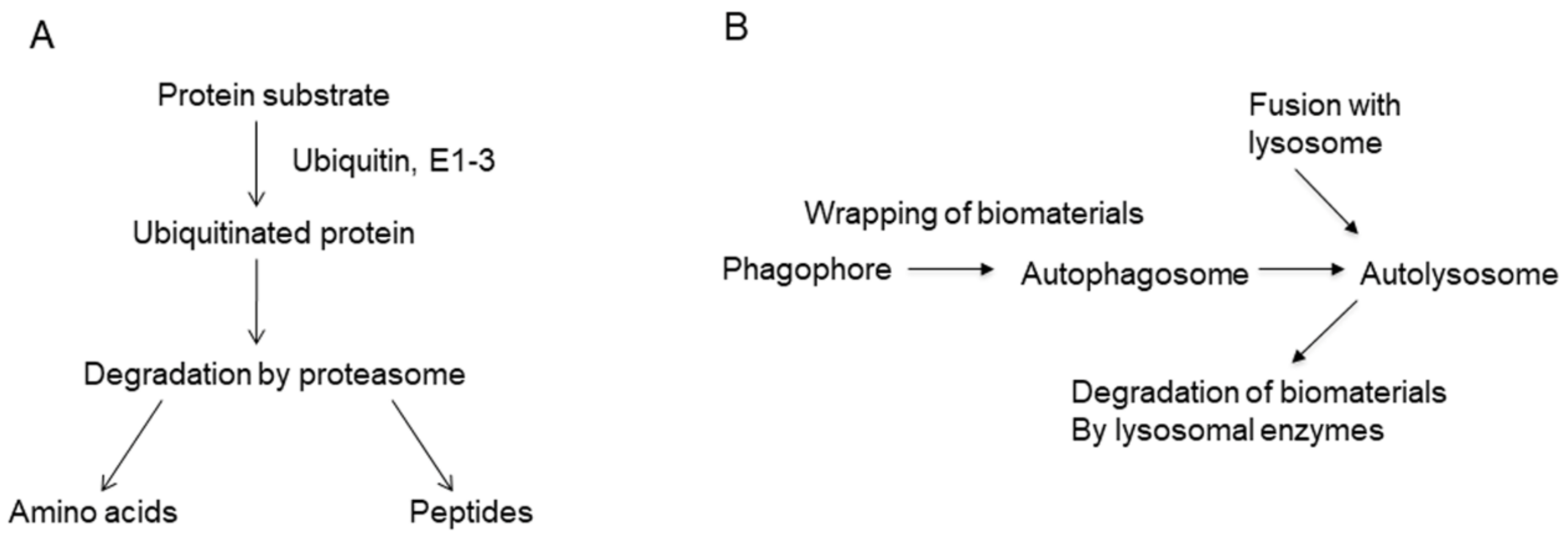 Marinedrugs 19 00205 g002