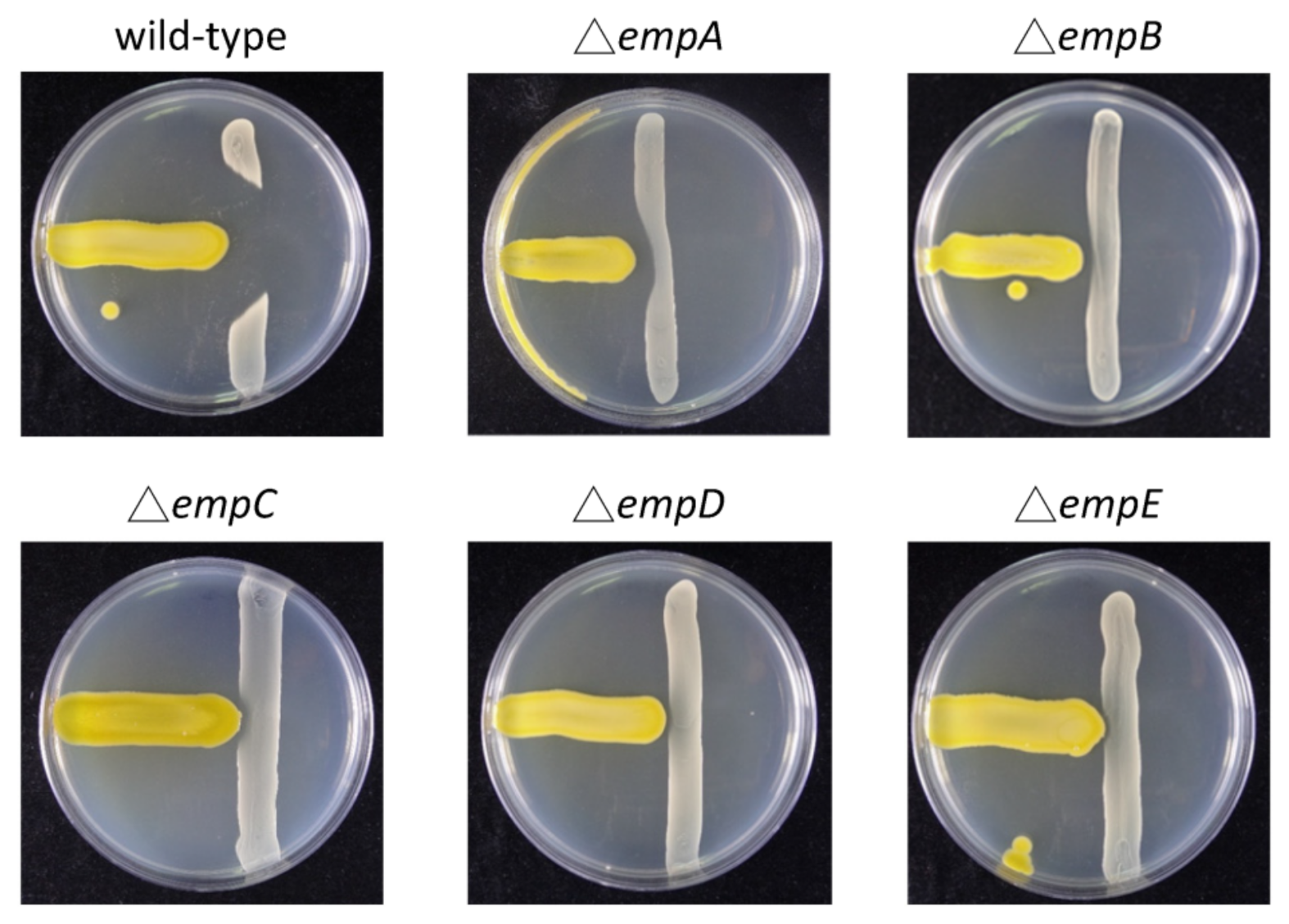 Marinedrugs 19 00209 g005 Marinedrugs 19 00209 g005