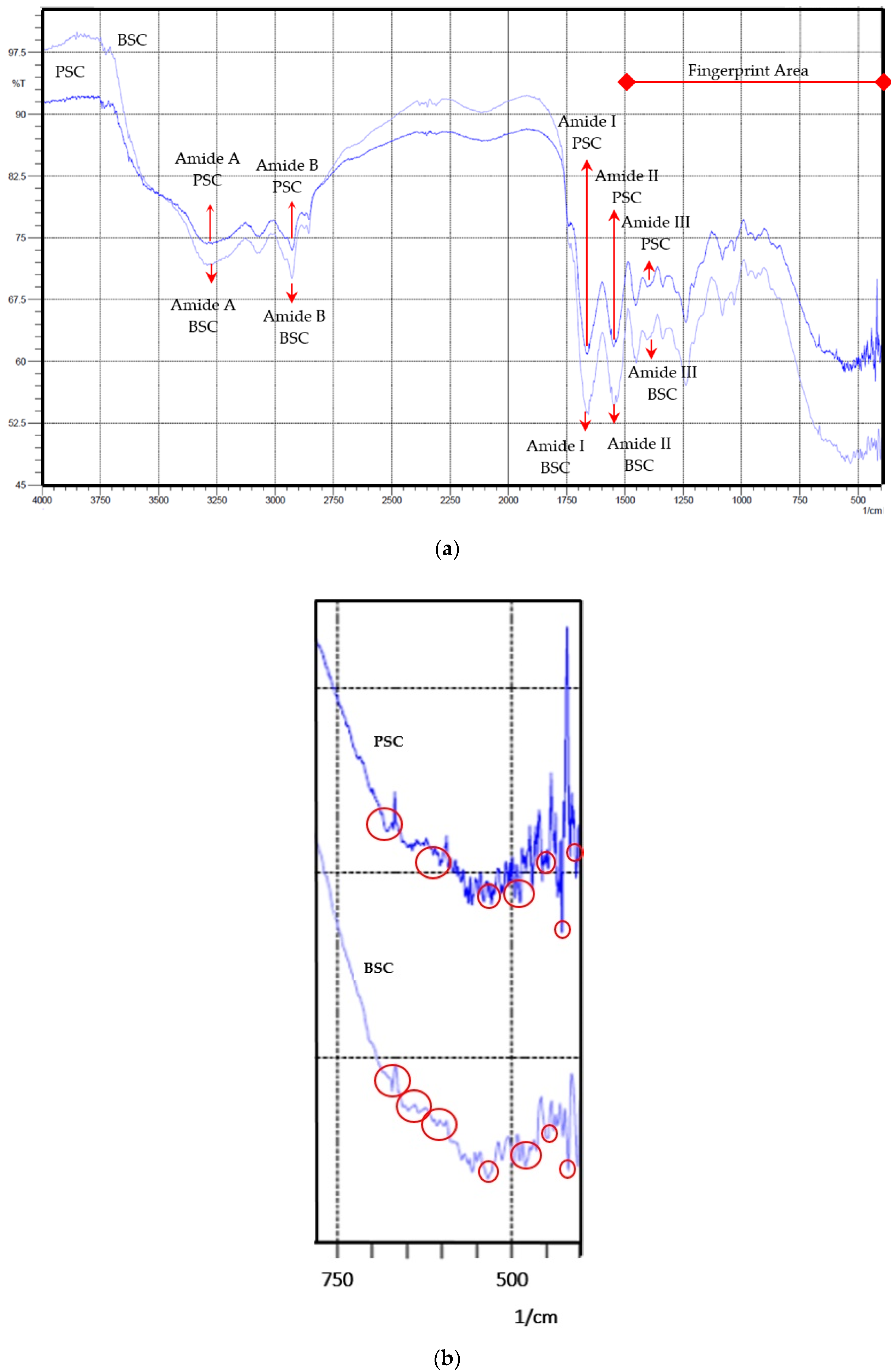 Marinedrugs 19 00222 g003 Marinedrugs 19 00222 g003