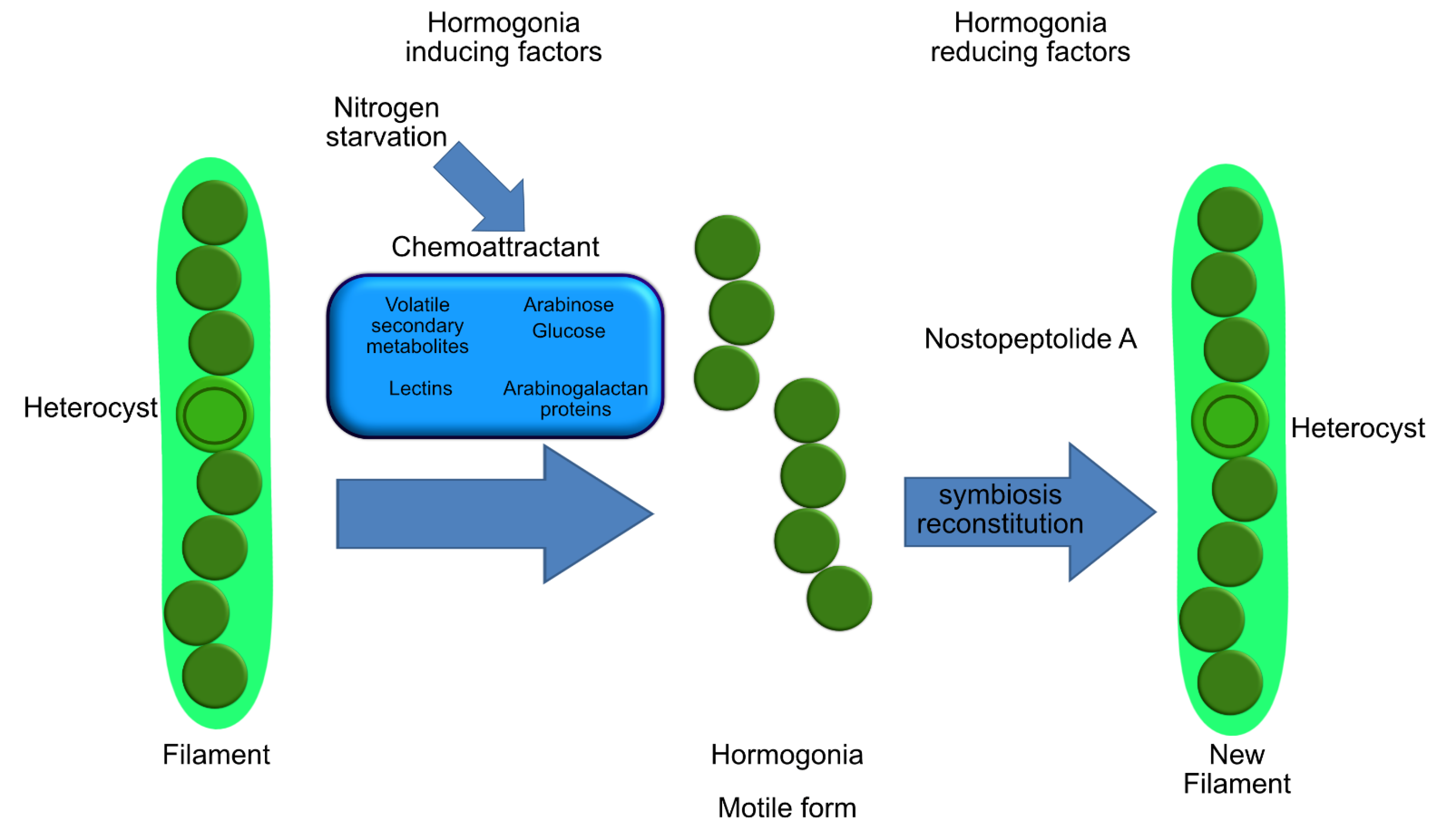 Laboratory maintenance of the bacterial endosymbiont, Neorickettsia sp.,  through the life cycle of a digenean, Plagiorchis elegans - ScienceDirect