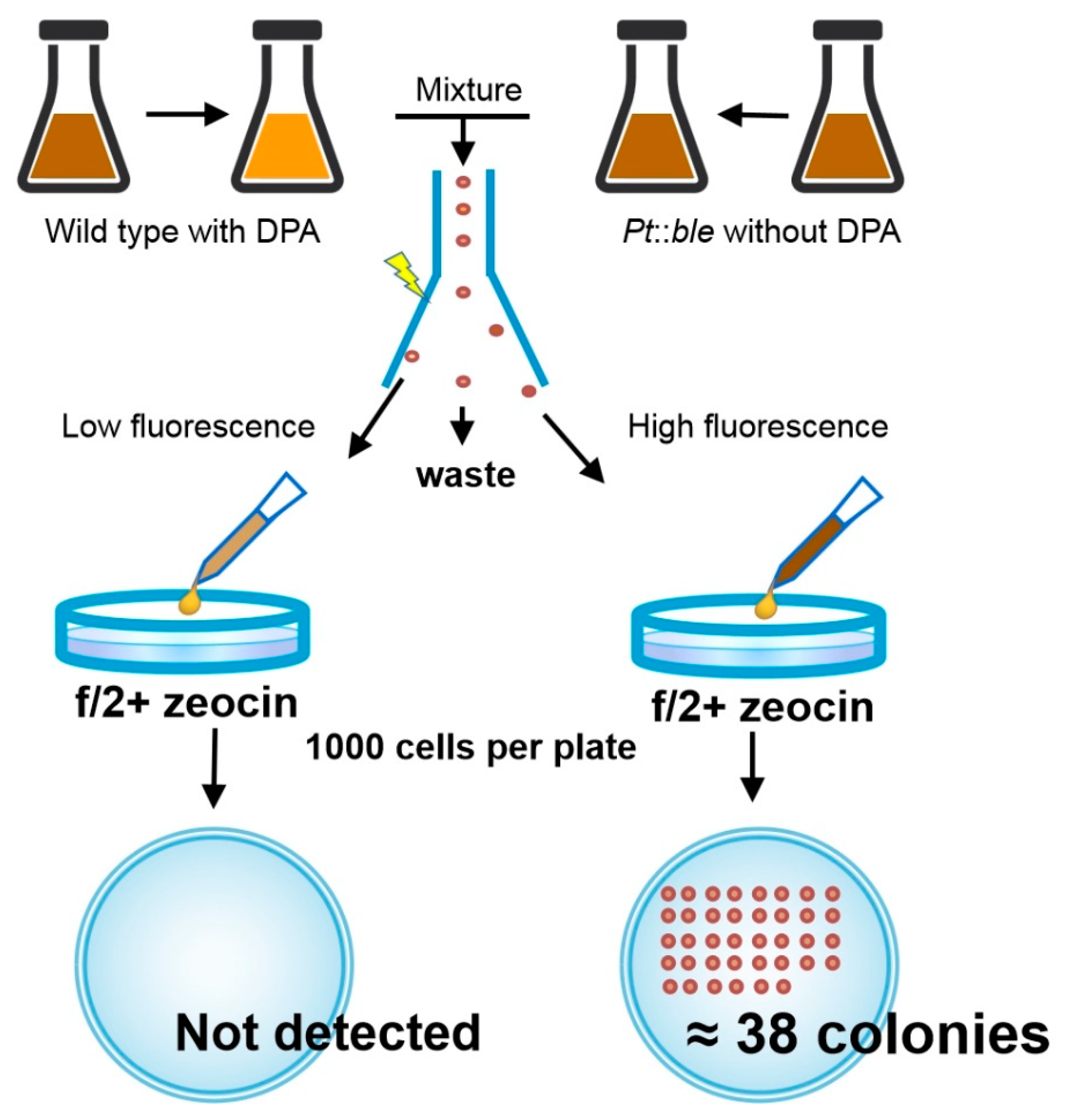 Marinedrugs 19 00228 g003 Marinedrugs 19 00228 g003